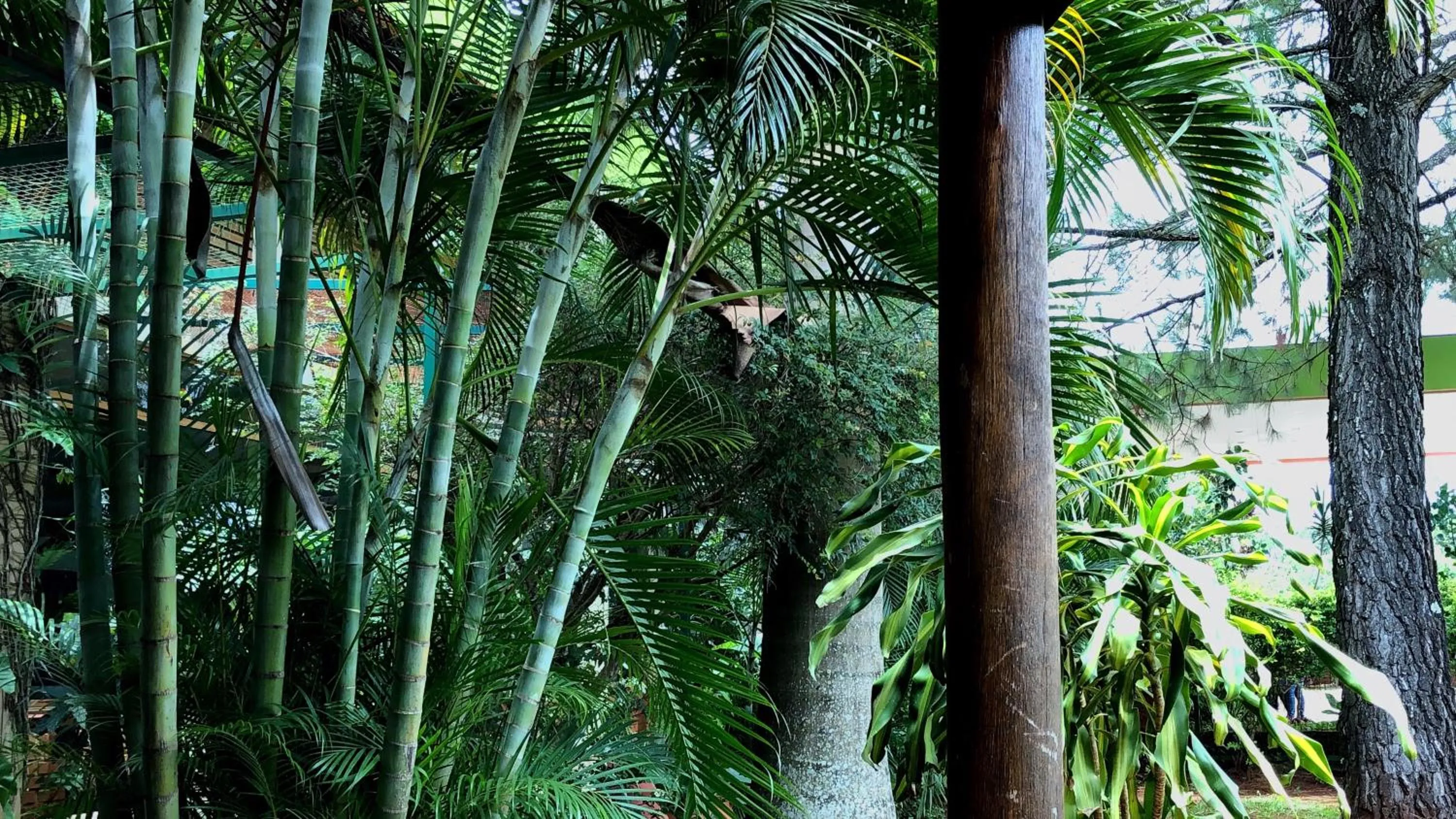 Garden in Hotel Carmen