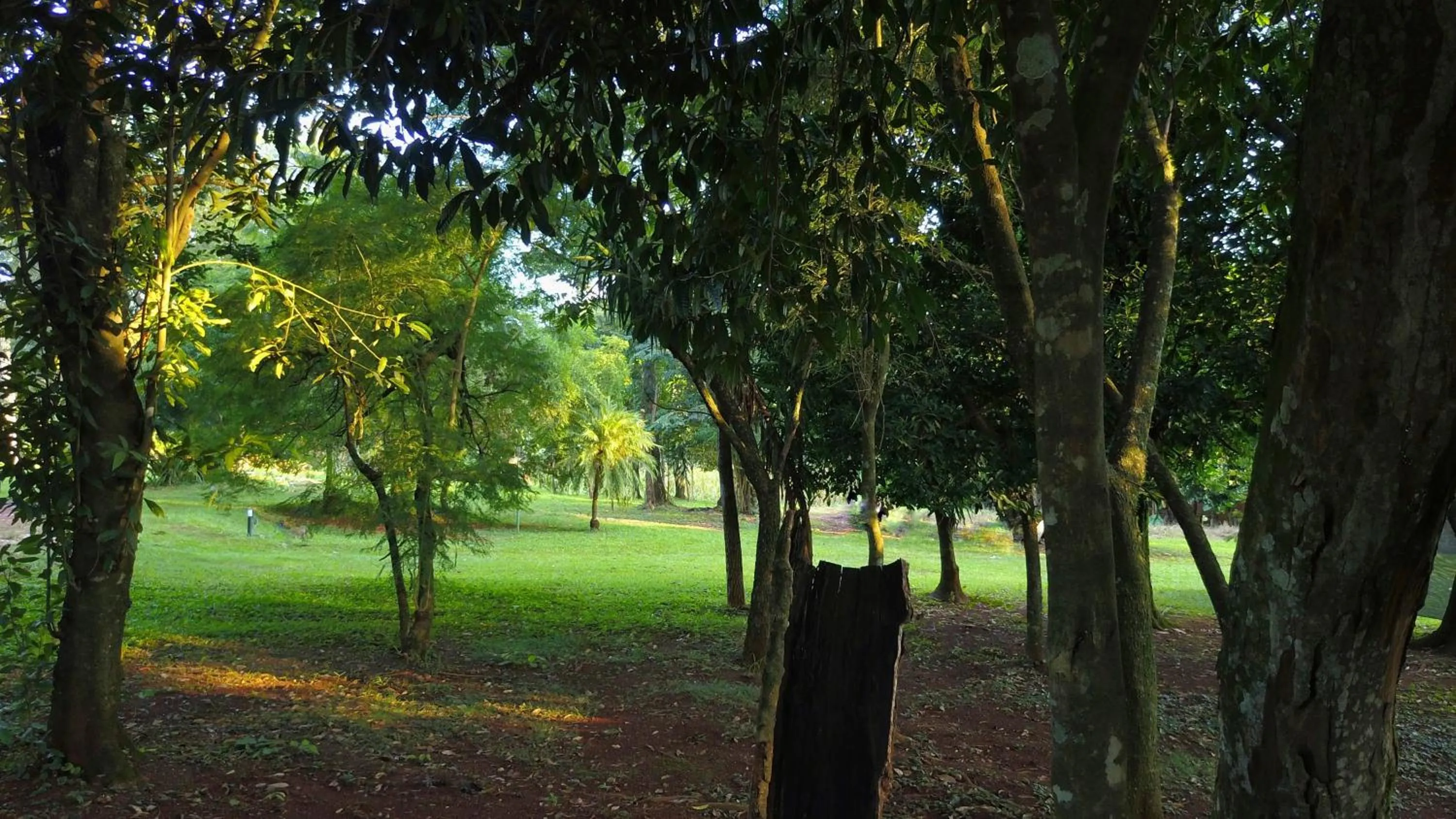 Garden in Hotel Carmen