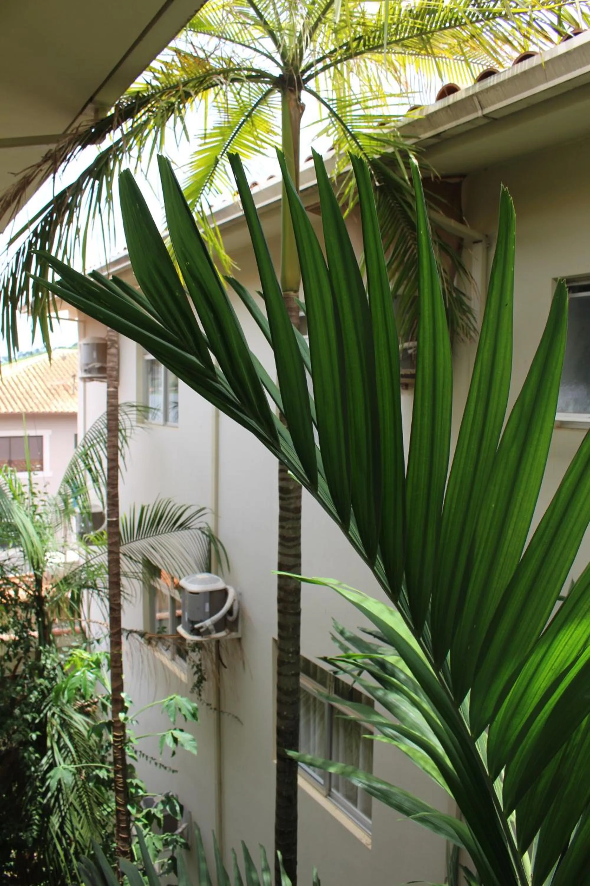 Garden view in Cyrilo's Palace Hotel