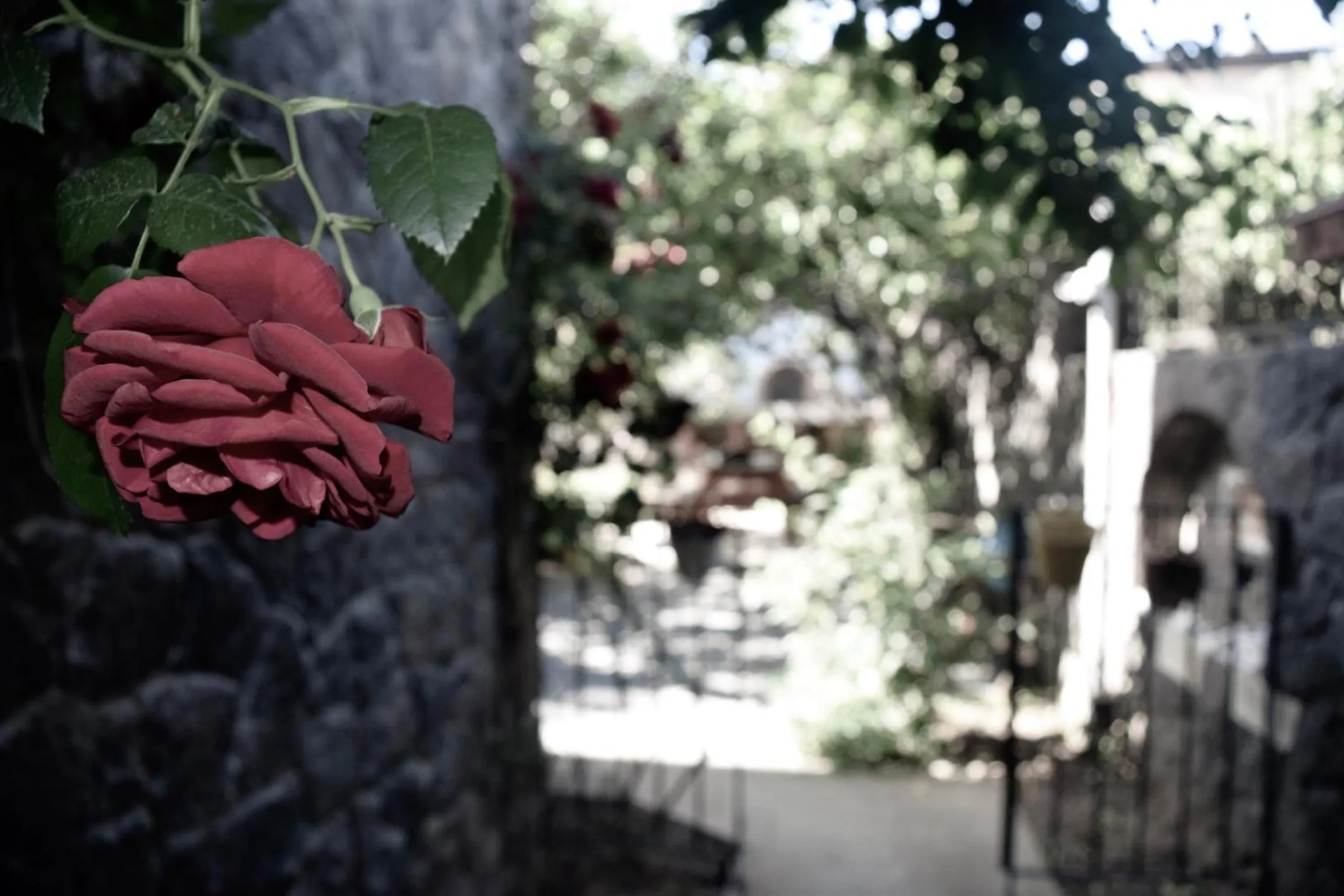 Garden in Villa No 5