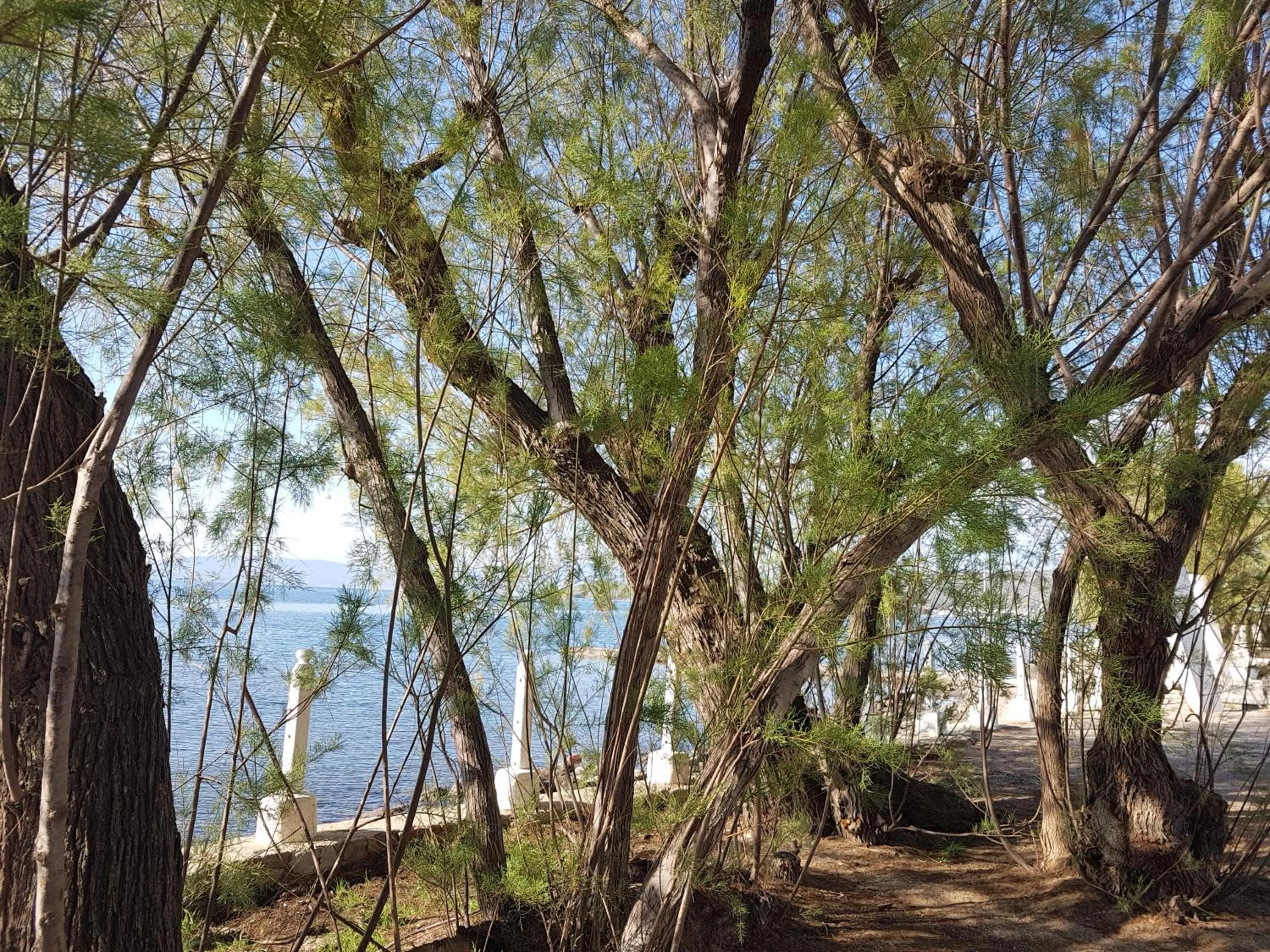 Natural landscape in Club Muskebi