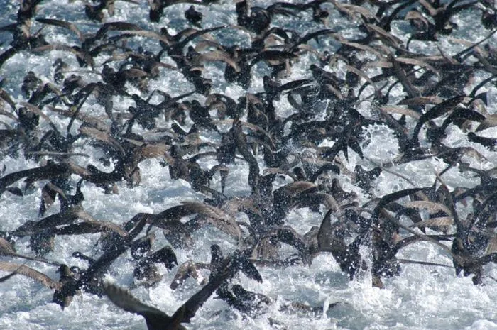 Animals in Cape Nelson Lighthouse