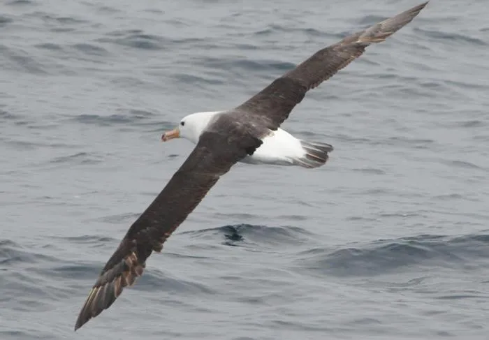 Animals in Cape Nelson Lighthouse