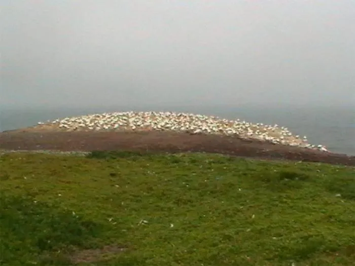 Animals in Cape Nelson Lighthouse