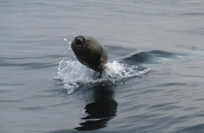 Animals in Cape Nelson Lighthouse