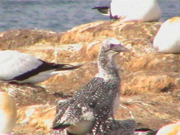 Animals in Cape Nelson Lighthouse