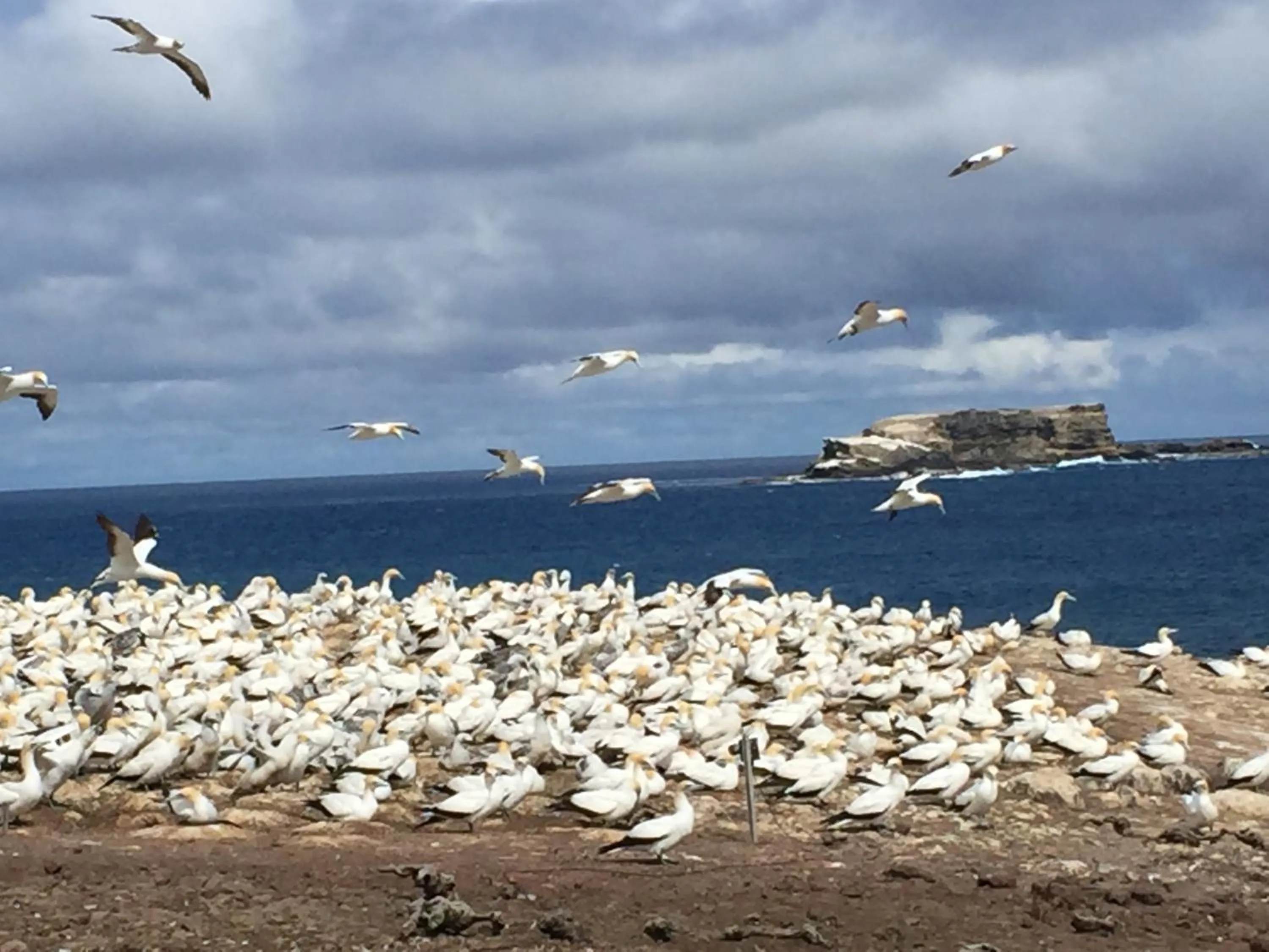 Cape Nelson Lighthouse