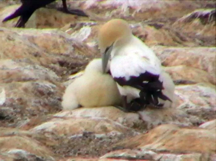 Animals in Cape Nelson Lighthouse