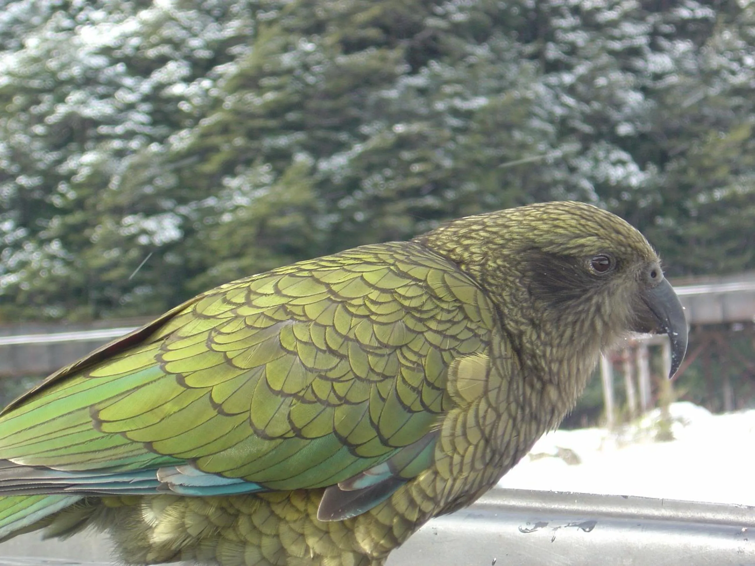 Day in Arthur's Pass Alpine Motel
