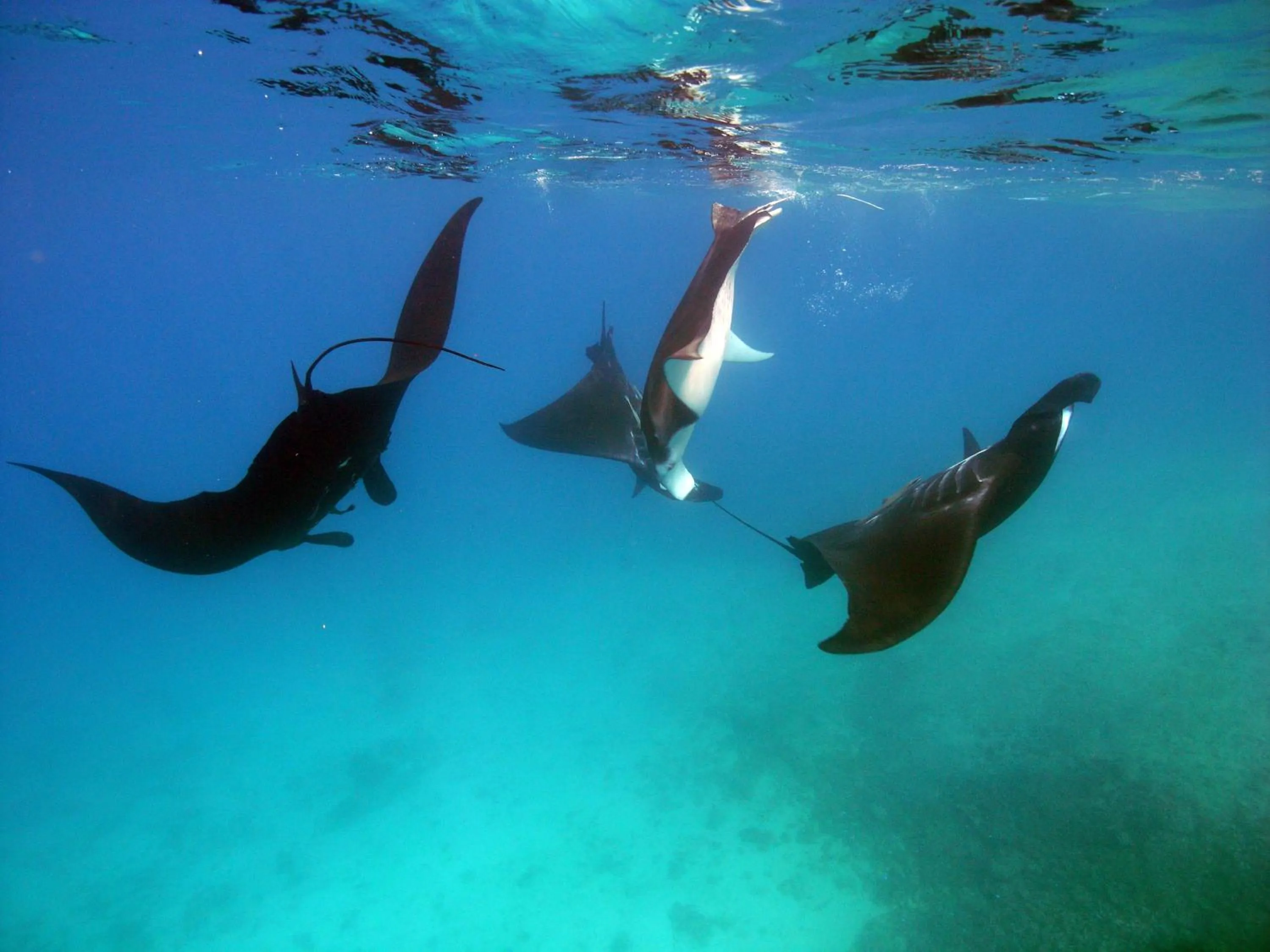 Spring in Barefoot Manta Island Resort