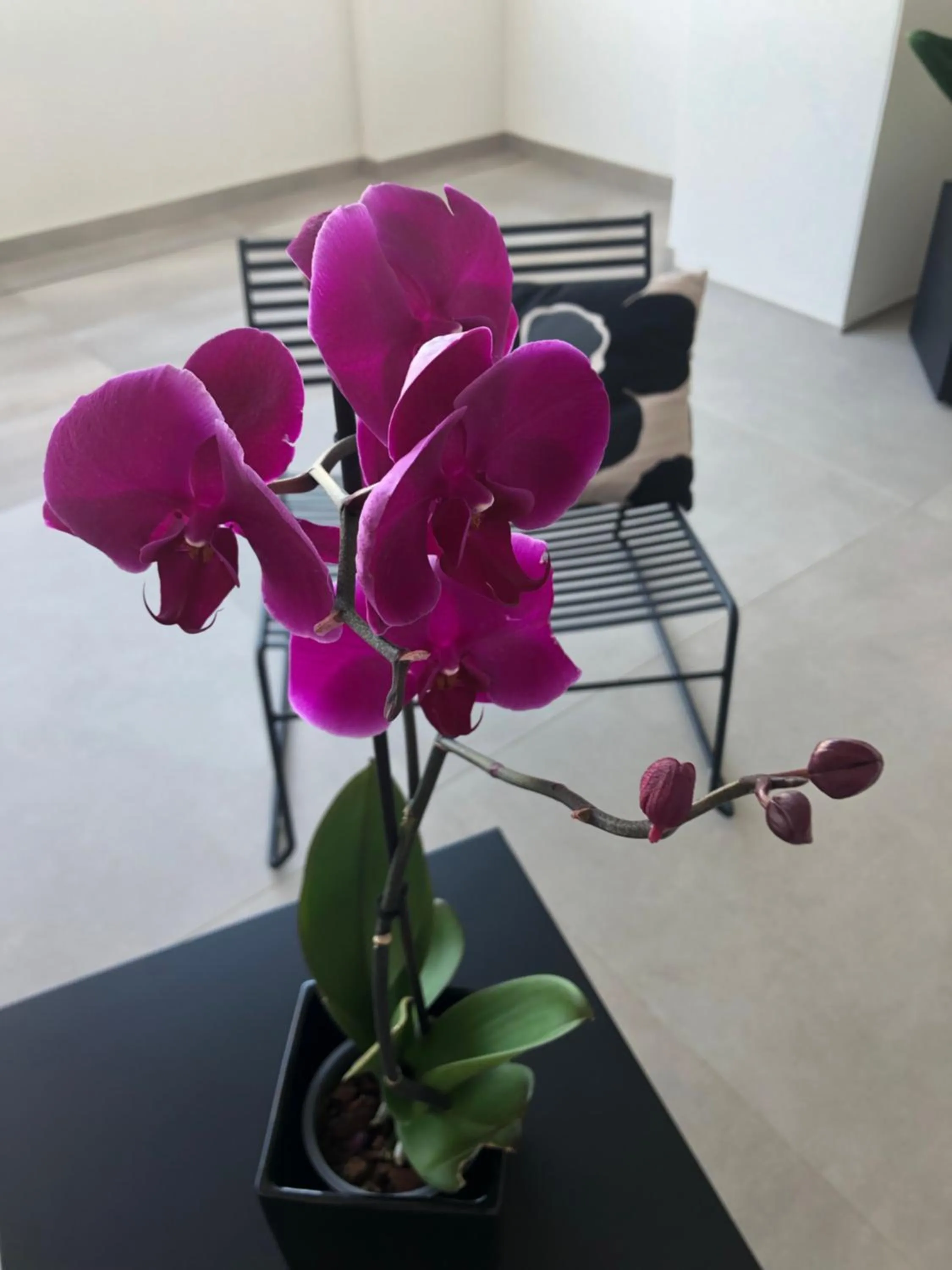 Property building in golden suites 50