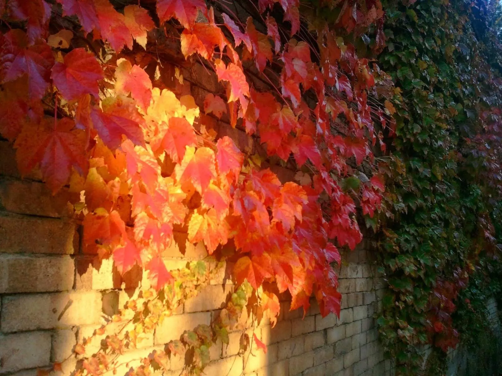 Yudanaka Onsen Yamazakiya