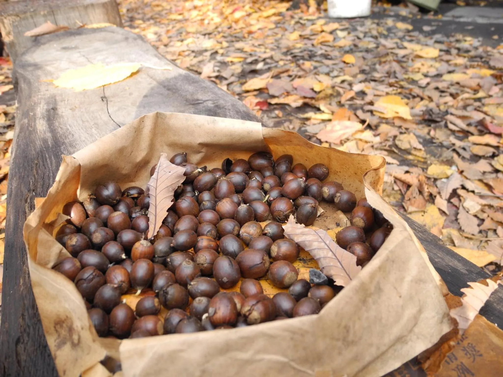 Autumn in Yudanaka Onsen Yamazakiya