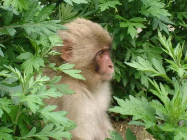 Yudanaka Onsen Yamazakiya