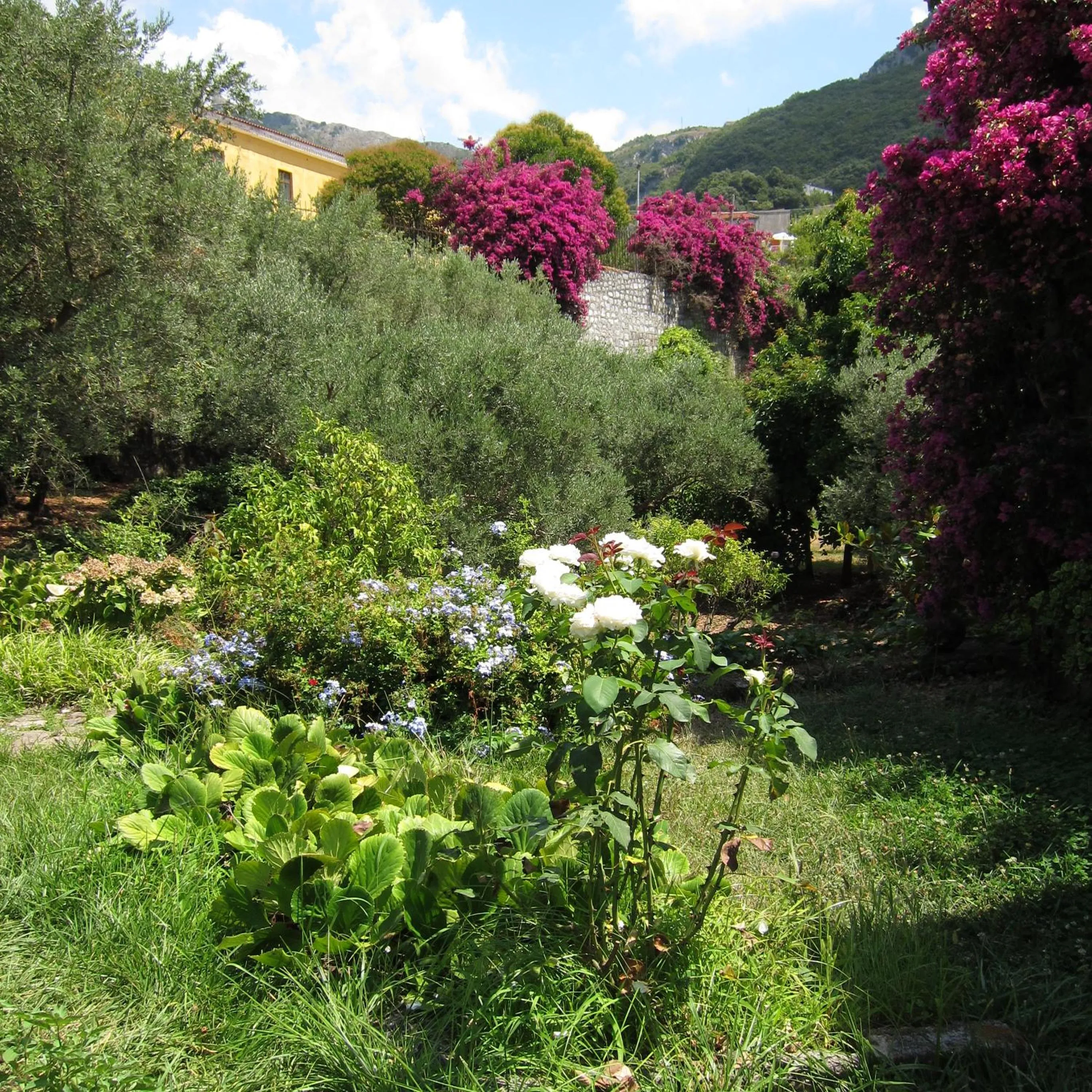 Garden in Casa Puccini B&B Maratea