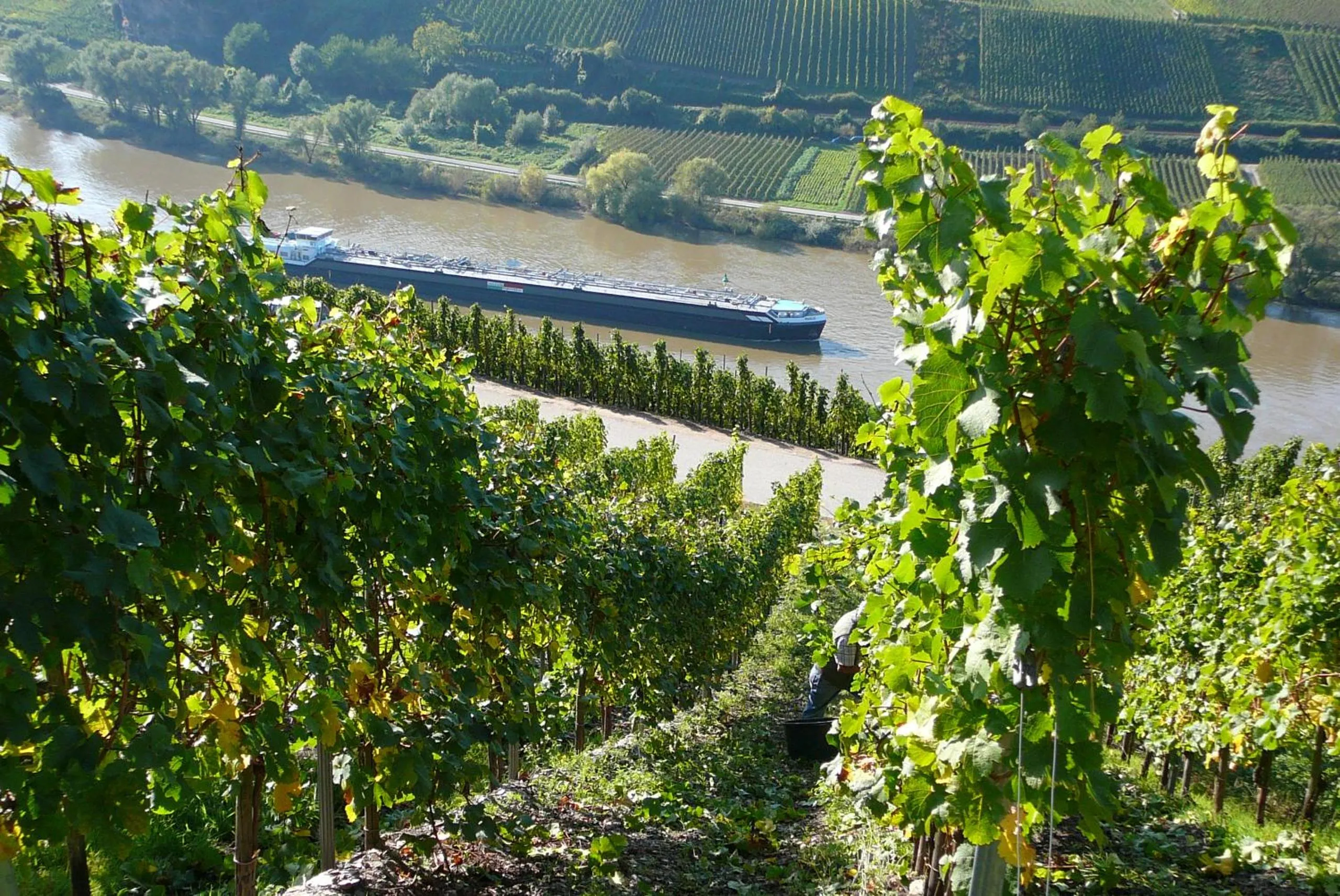 Natural landscape in Ferienweingut Hirschen Schulstraße