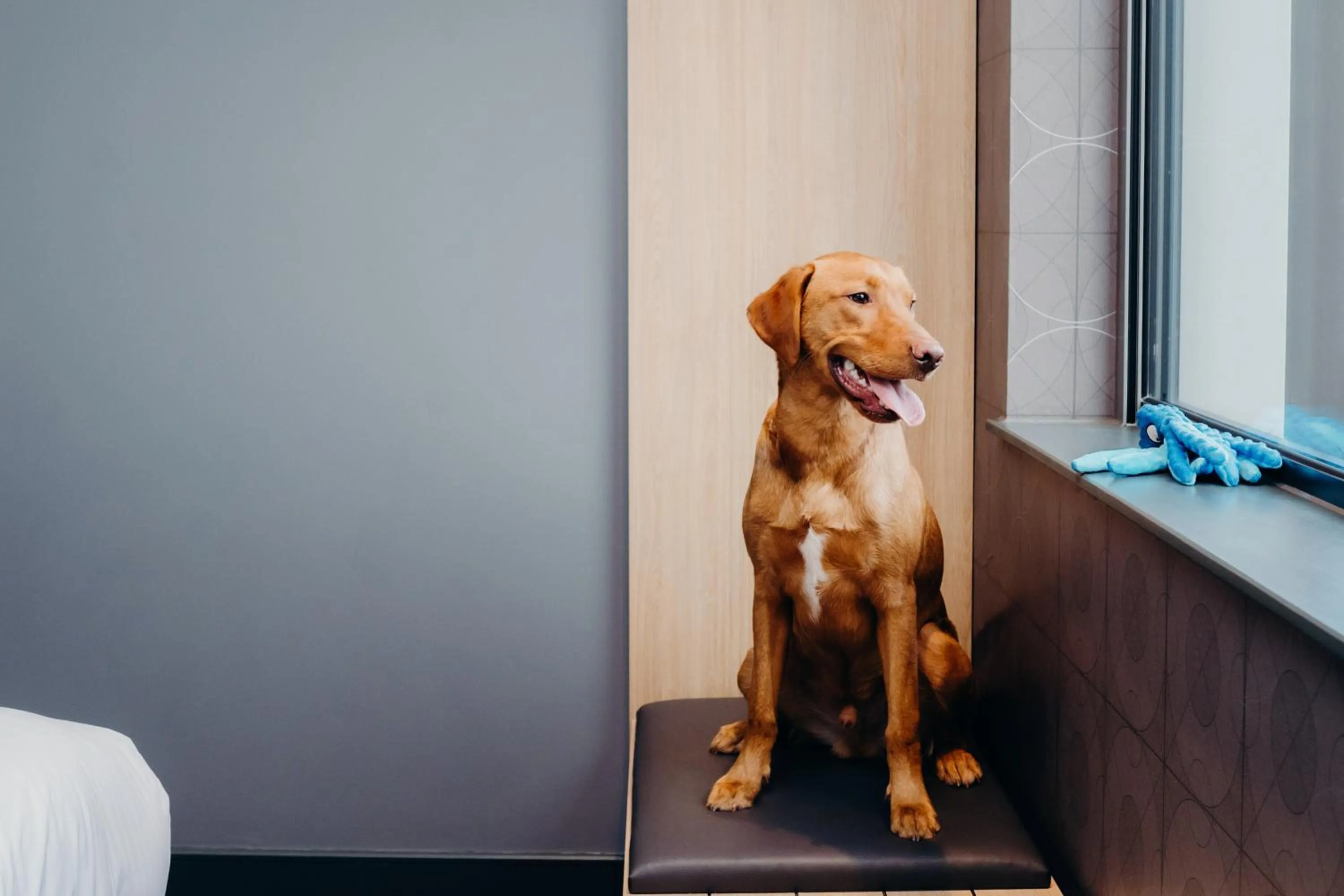 Bed in Aloft Aberdeen TECA