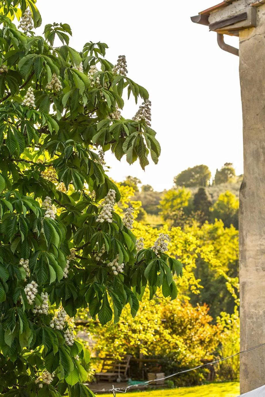 Natural landscape in casina MeMe