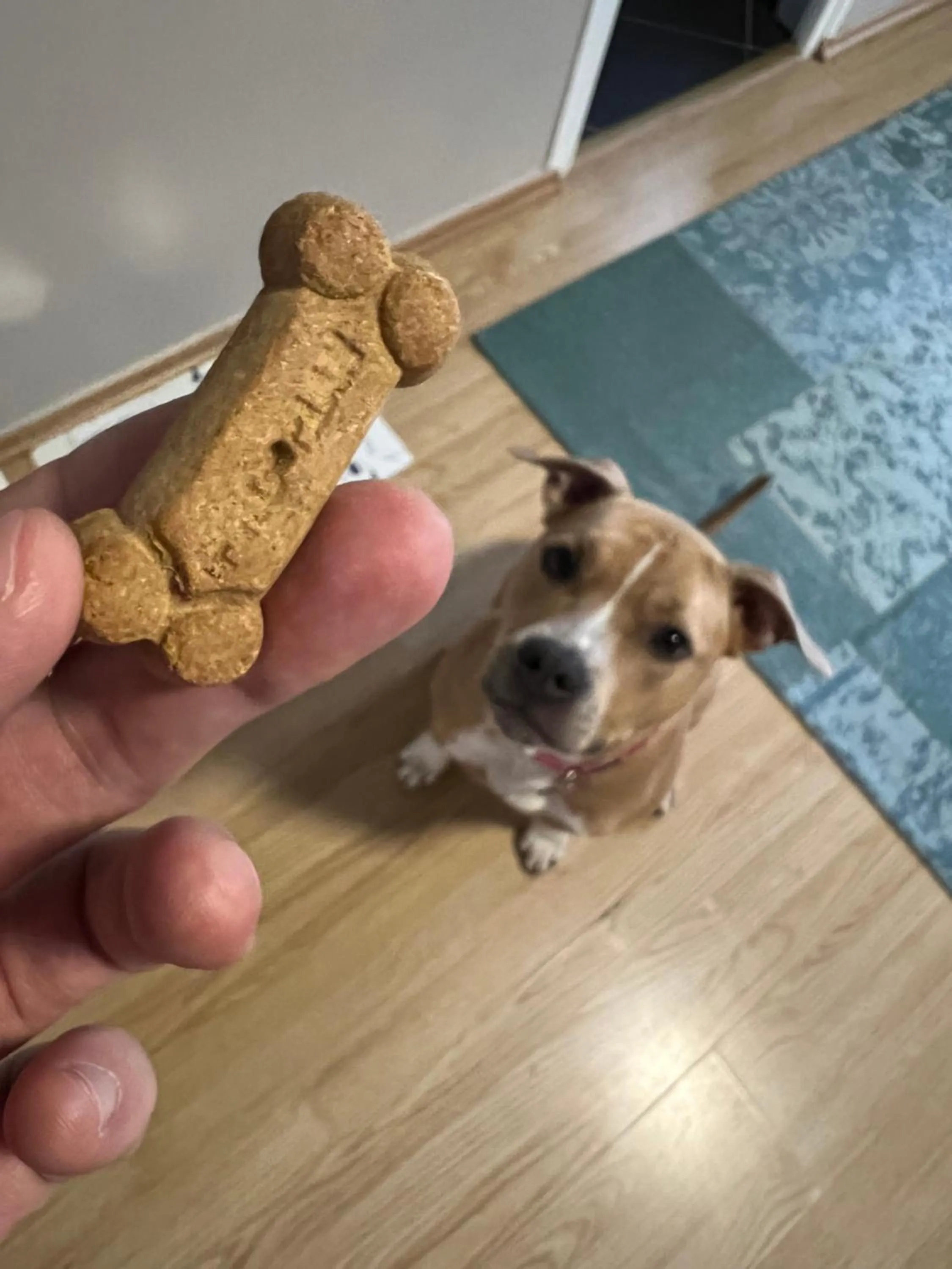 Pets in Margaréta Garden & SPA