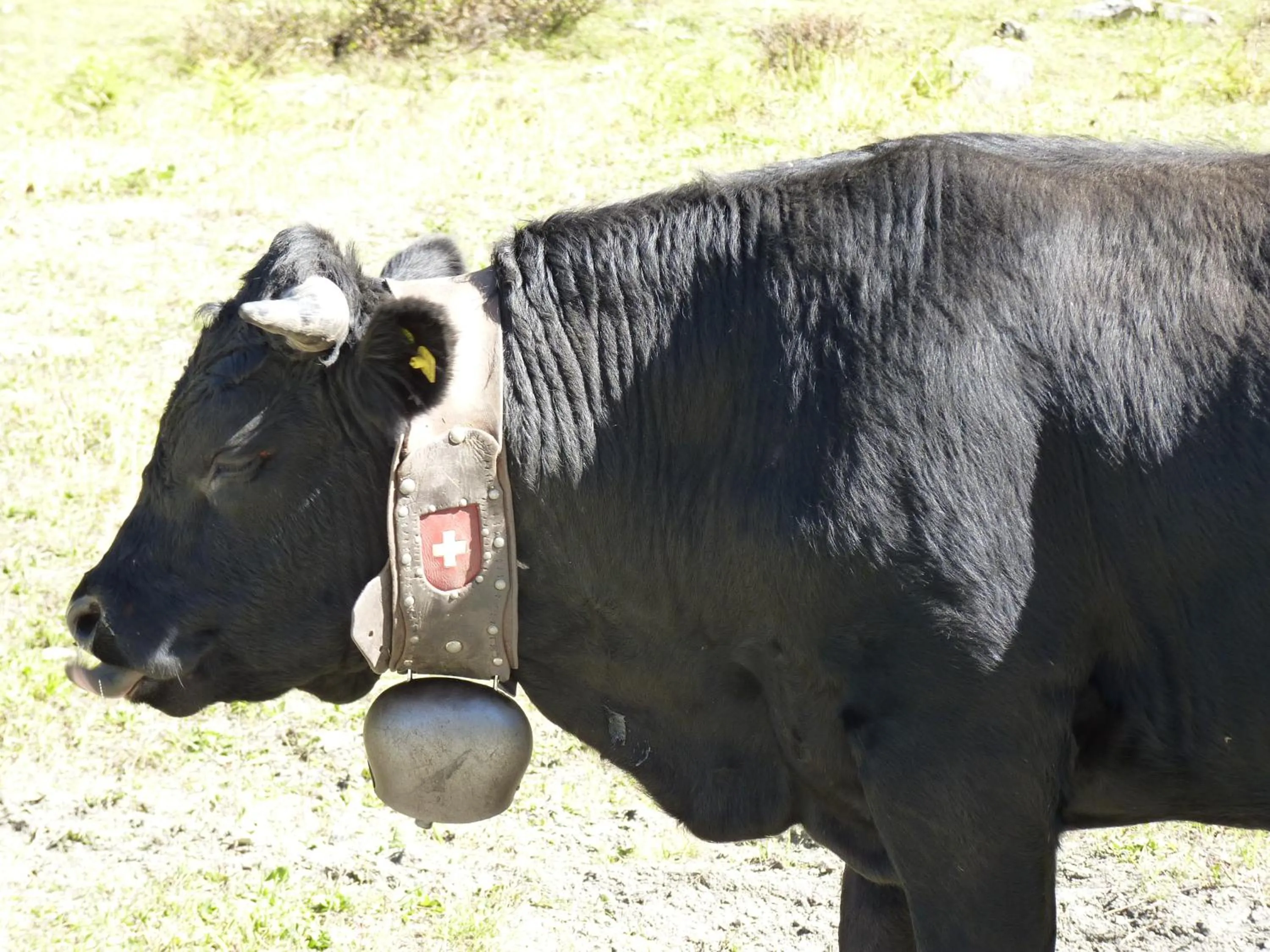 Animals in Chalet des Alpes