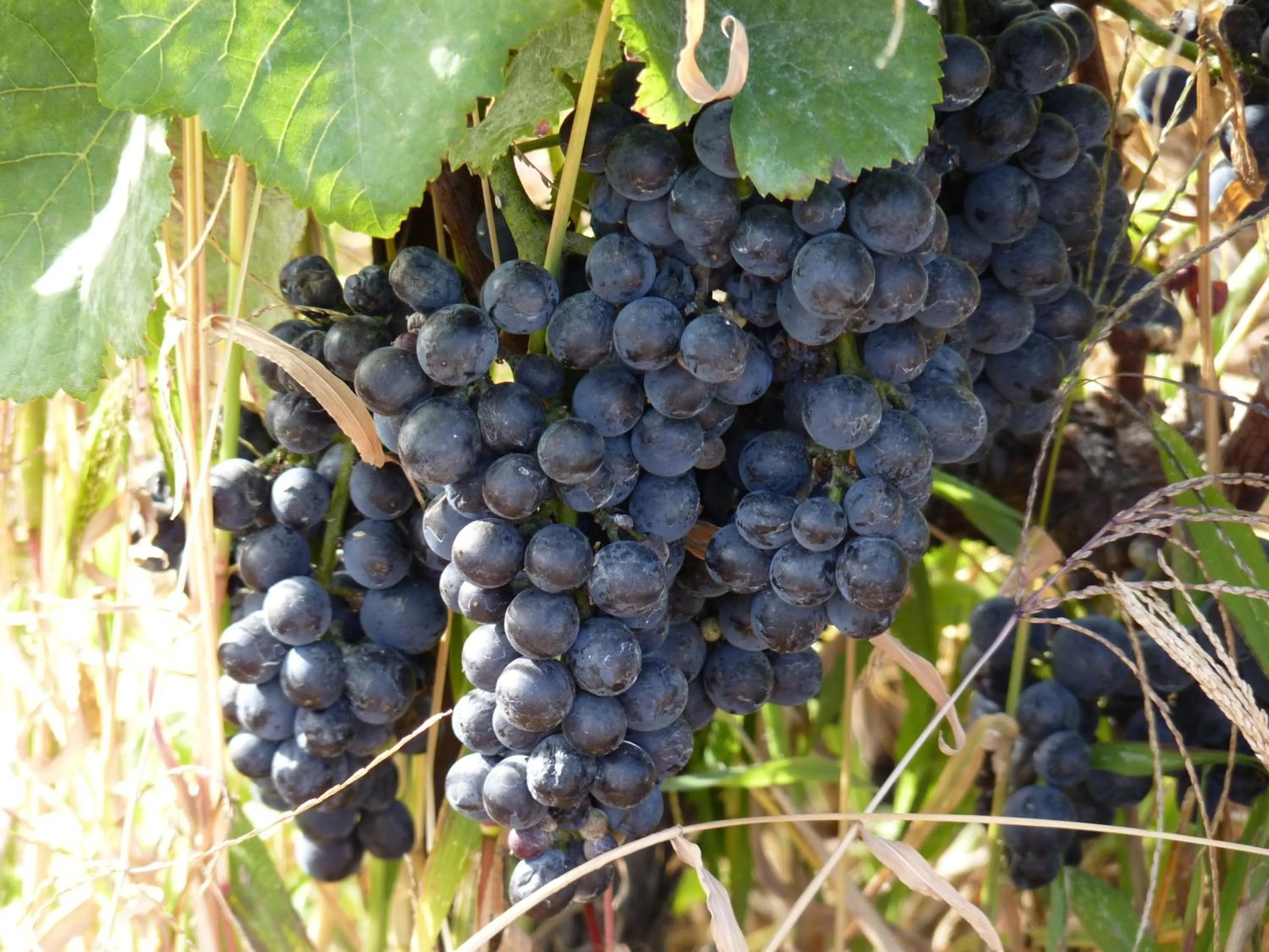 Area and facilities in Chalet des Alpes