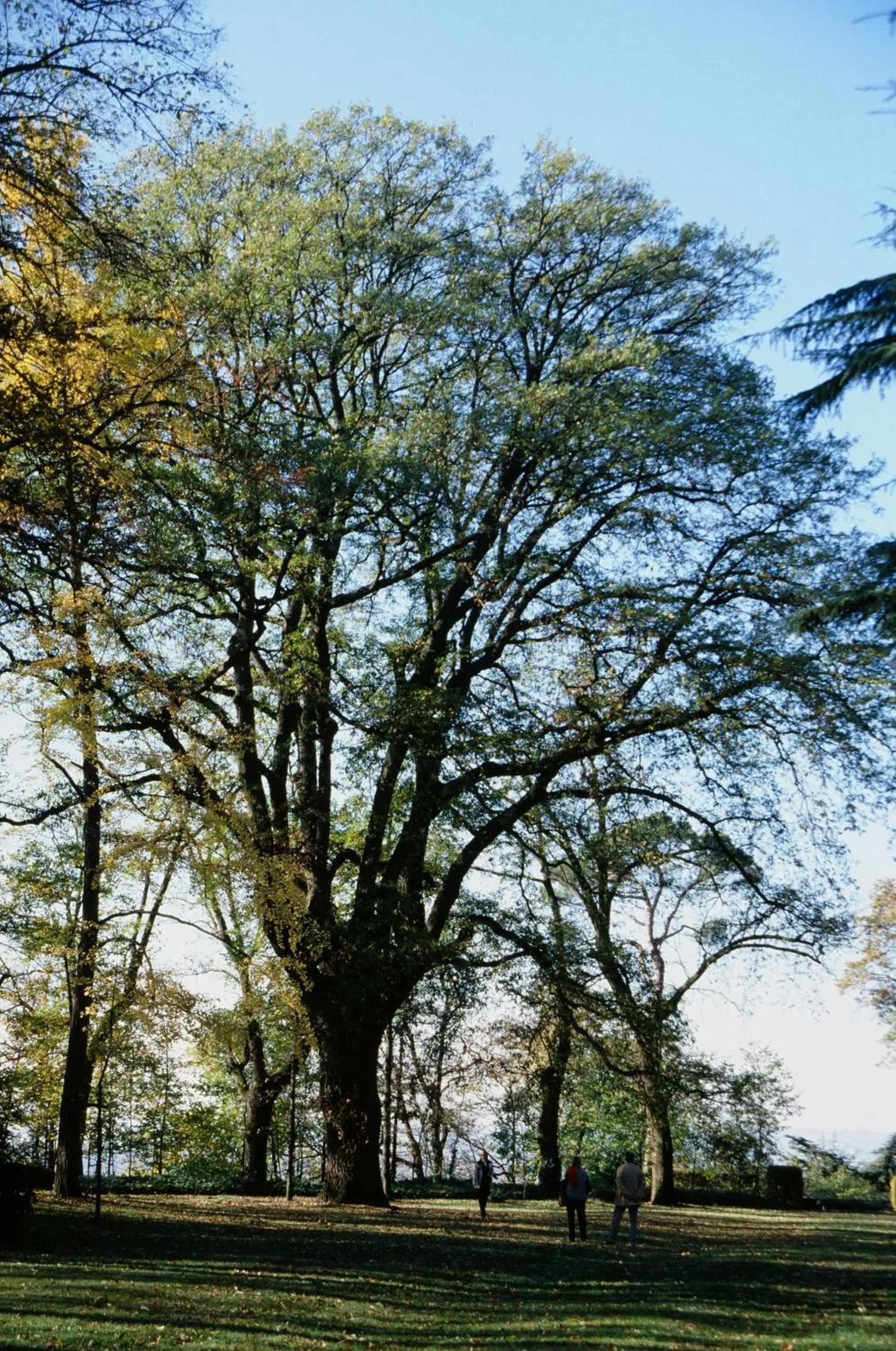 Garden in Marchesi Alfieri - Cantine e Ospitalità