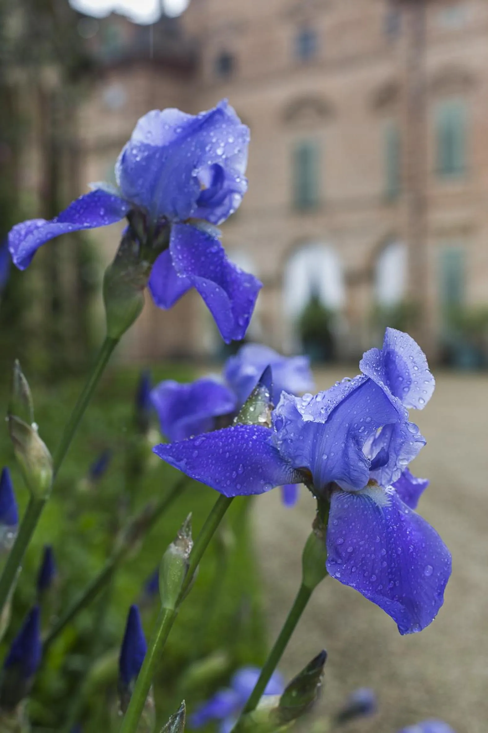 Garden in Marchesi Alfieri - Cantine e Ospitalità