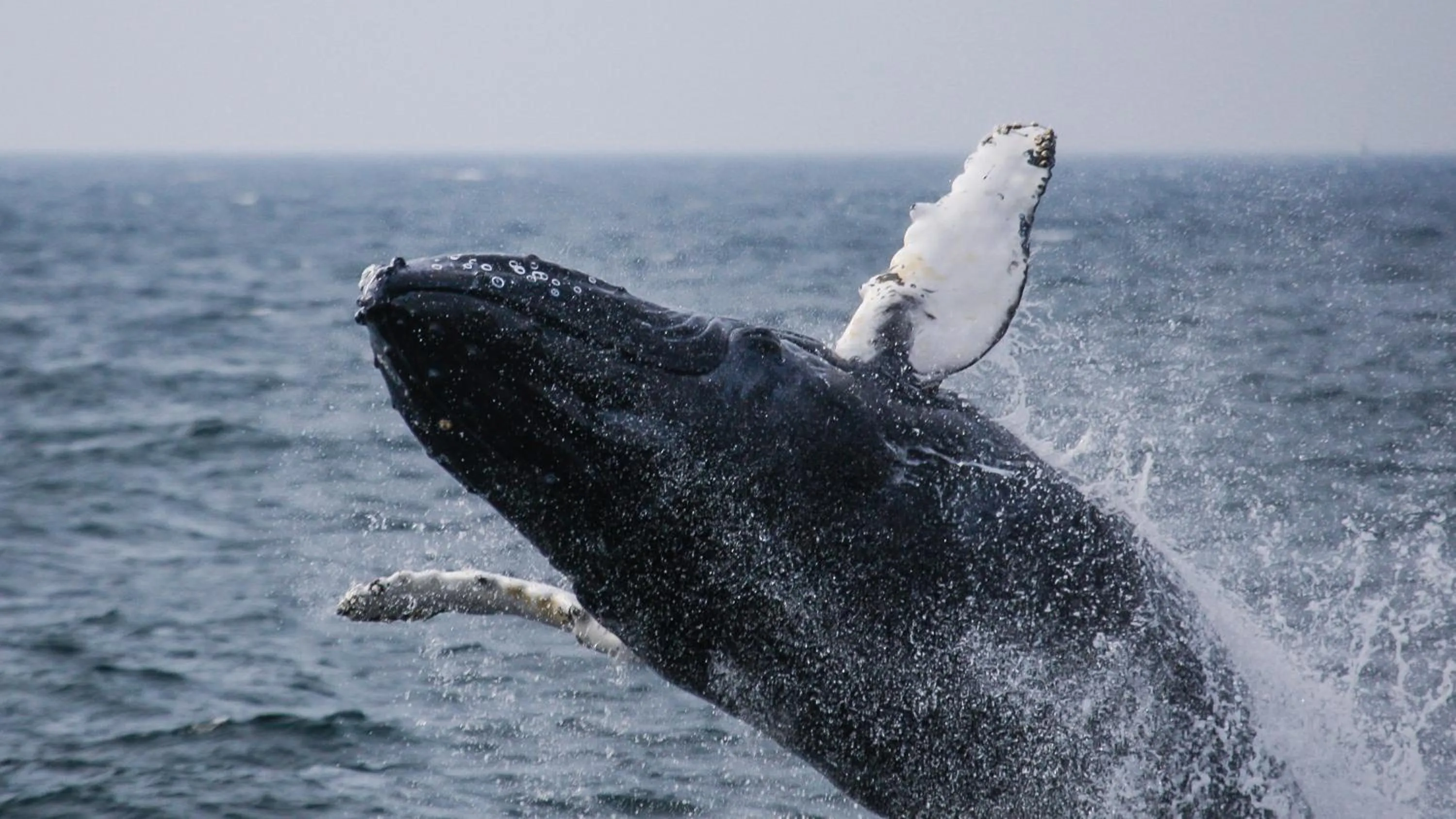 Day in Ocean House Hotel at Bass Rocks