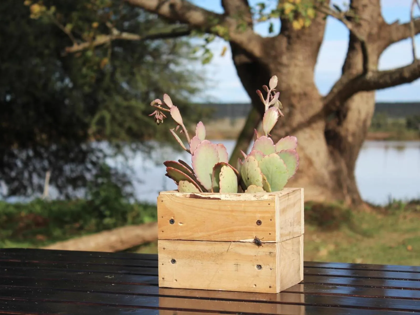 Garden in Bydand B&B