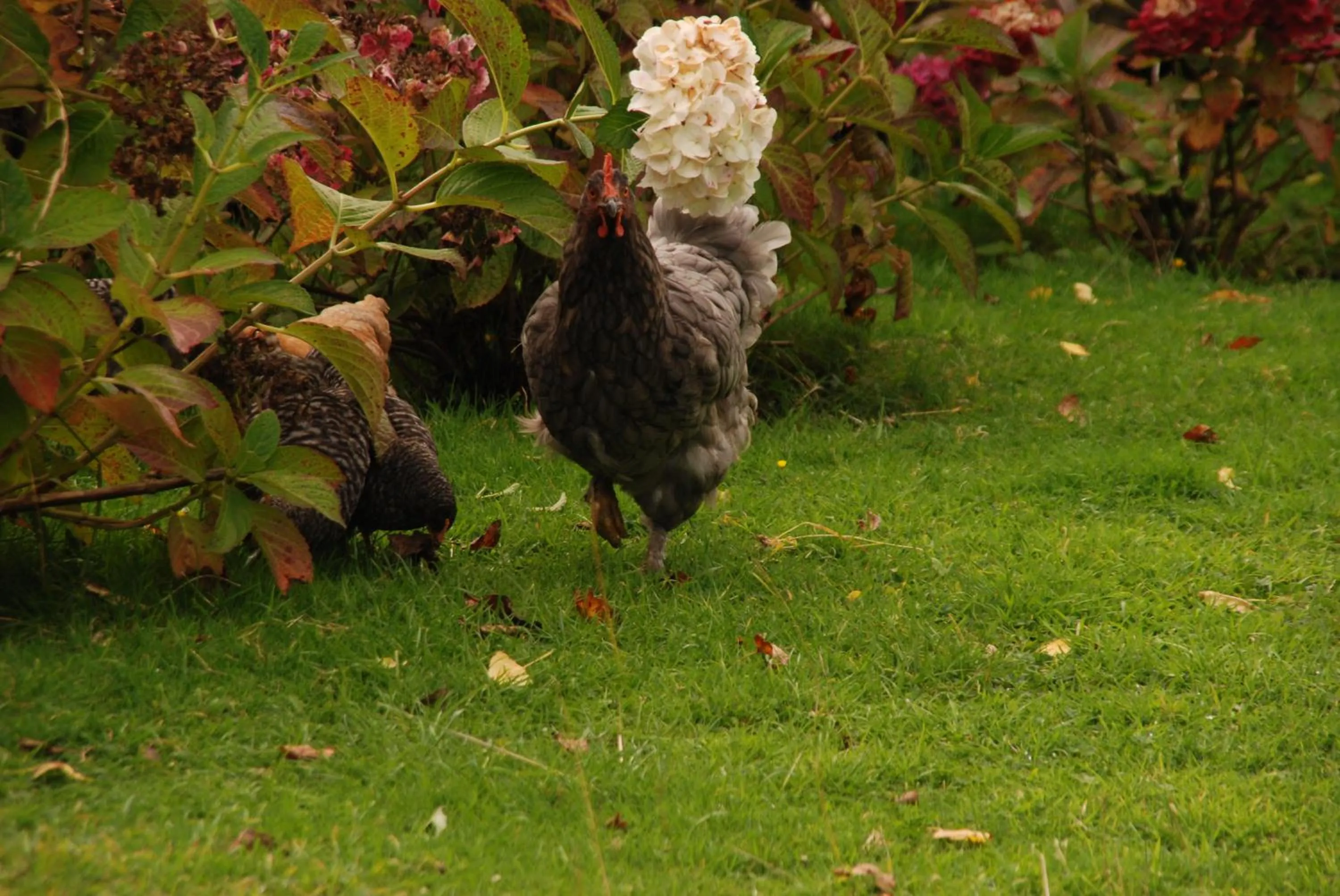 Garden in OCIO Territorial Hotel
