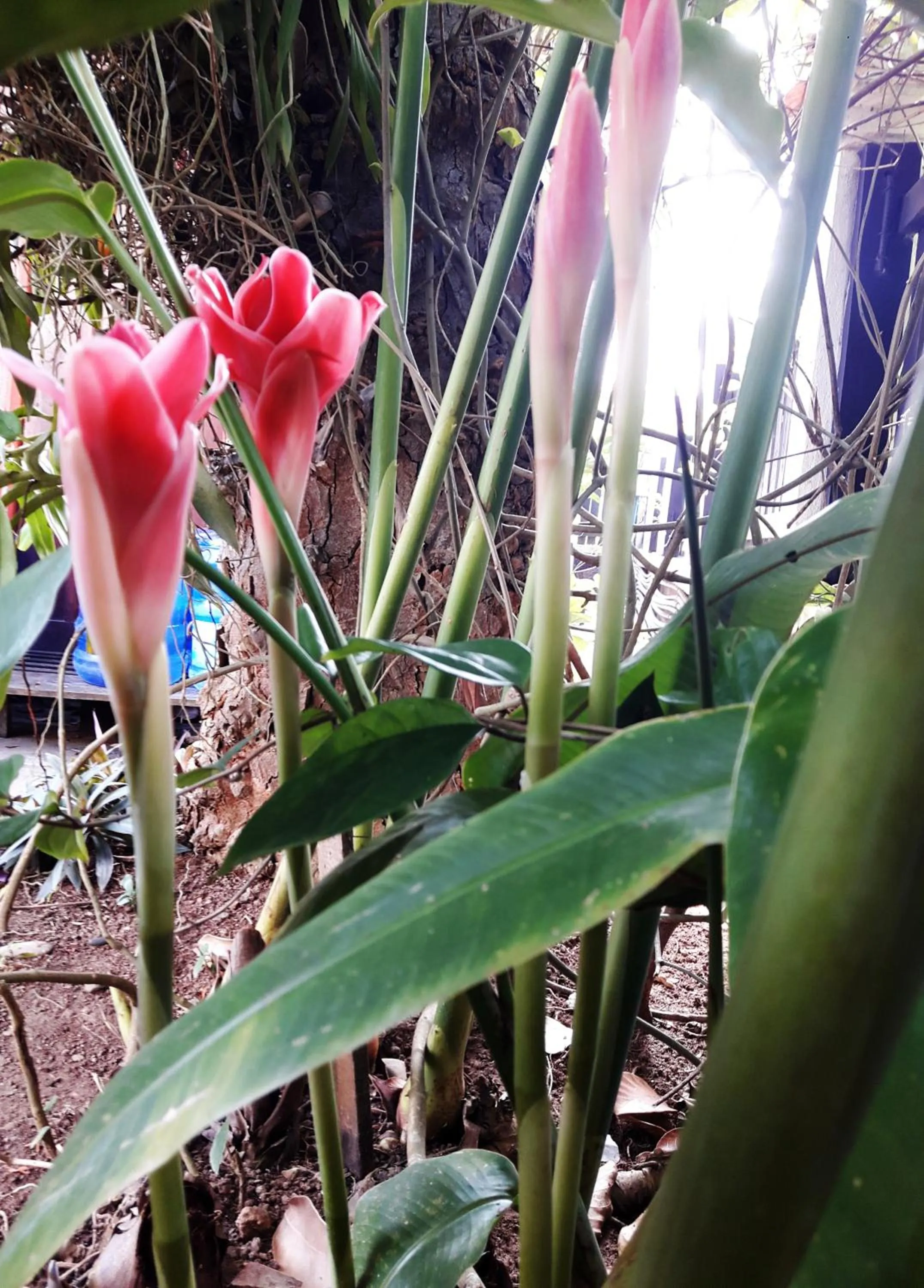 Garden in Phonepraseuth Guesthouse