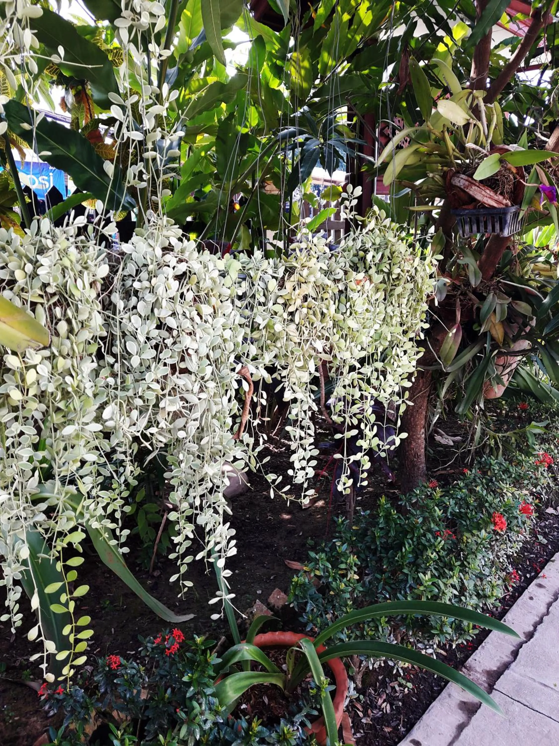 Garden in Phonepraseuth Guesthouse