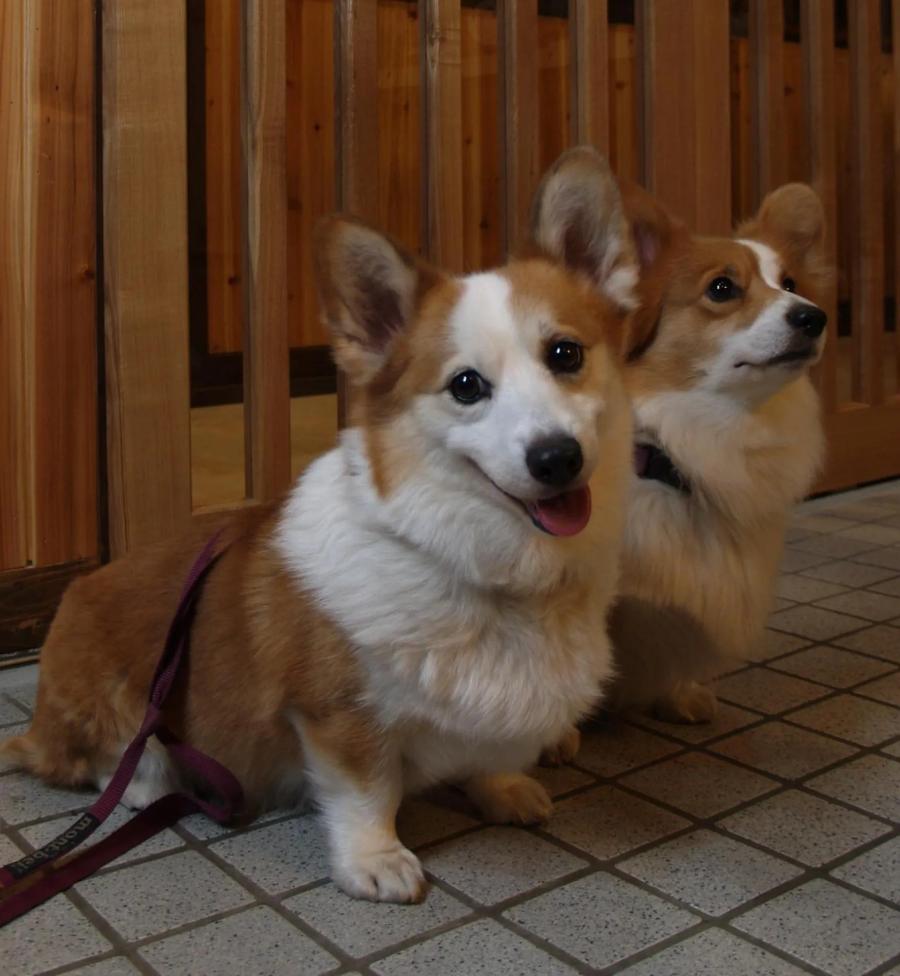 Pets in Tabataya