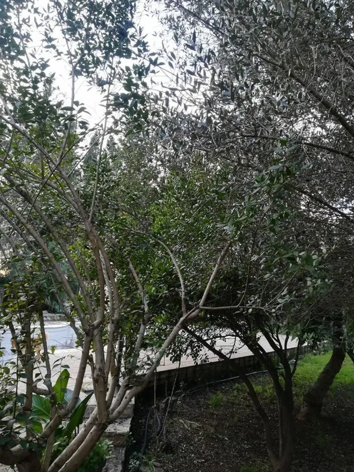 Natural landscape in filobrocante