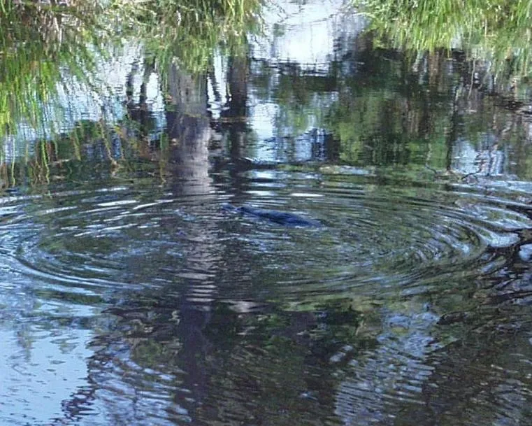Animals in Platypus Park Country Retreat