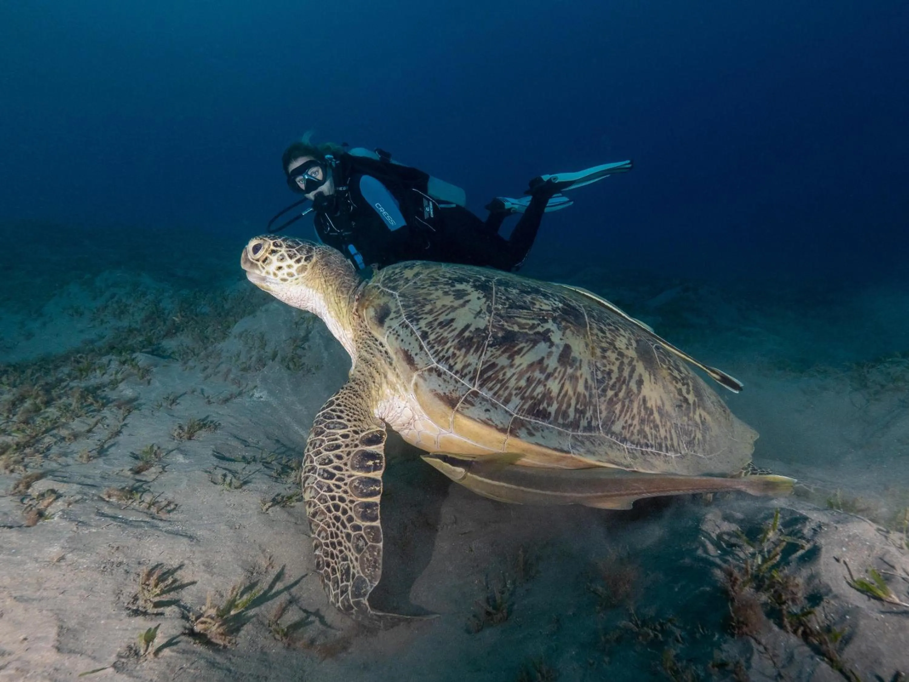Beach in Malikia Resort Abu Dabbab