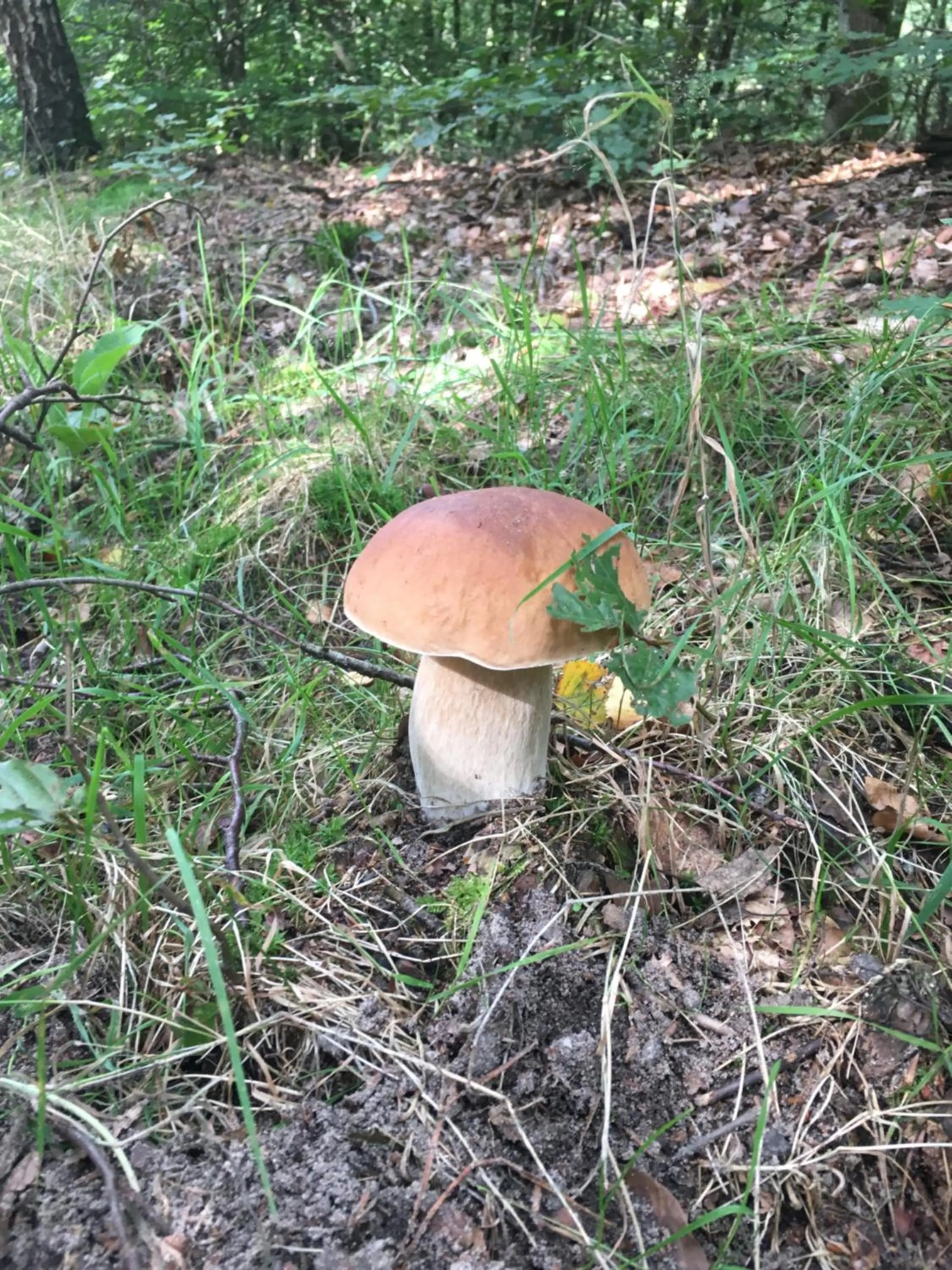 Area and facilities in B&B Porcini