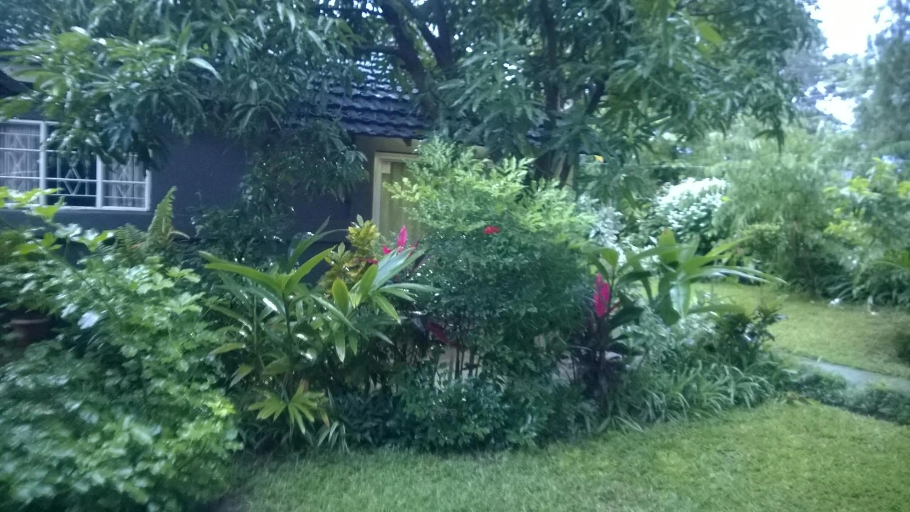 Garden view in Gloria's Bed and Breakfast