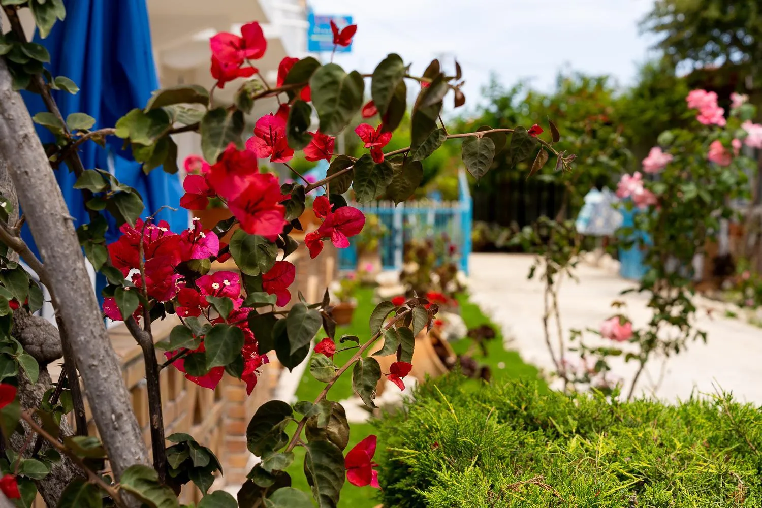 Garden in Asteri Studios
