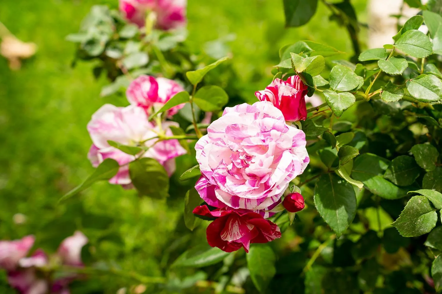 Garden in Asteri Studios