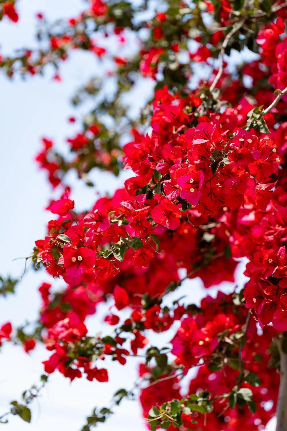 Garden in Asteri Studios