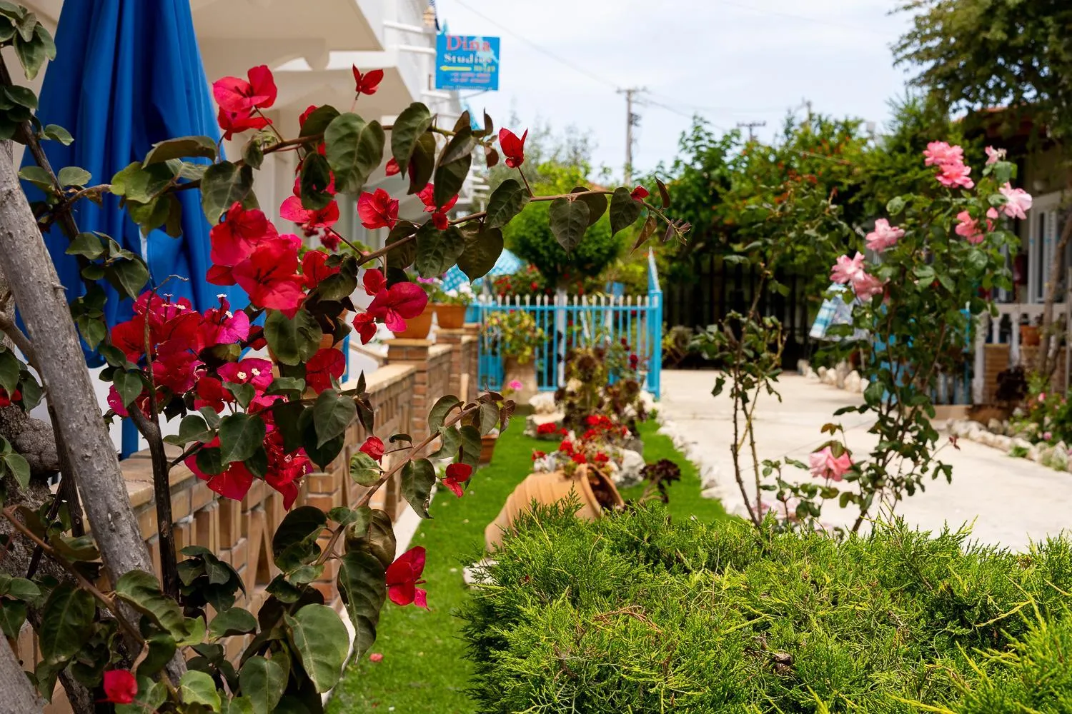 Garden in Asteri Studios