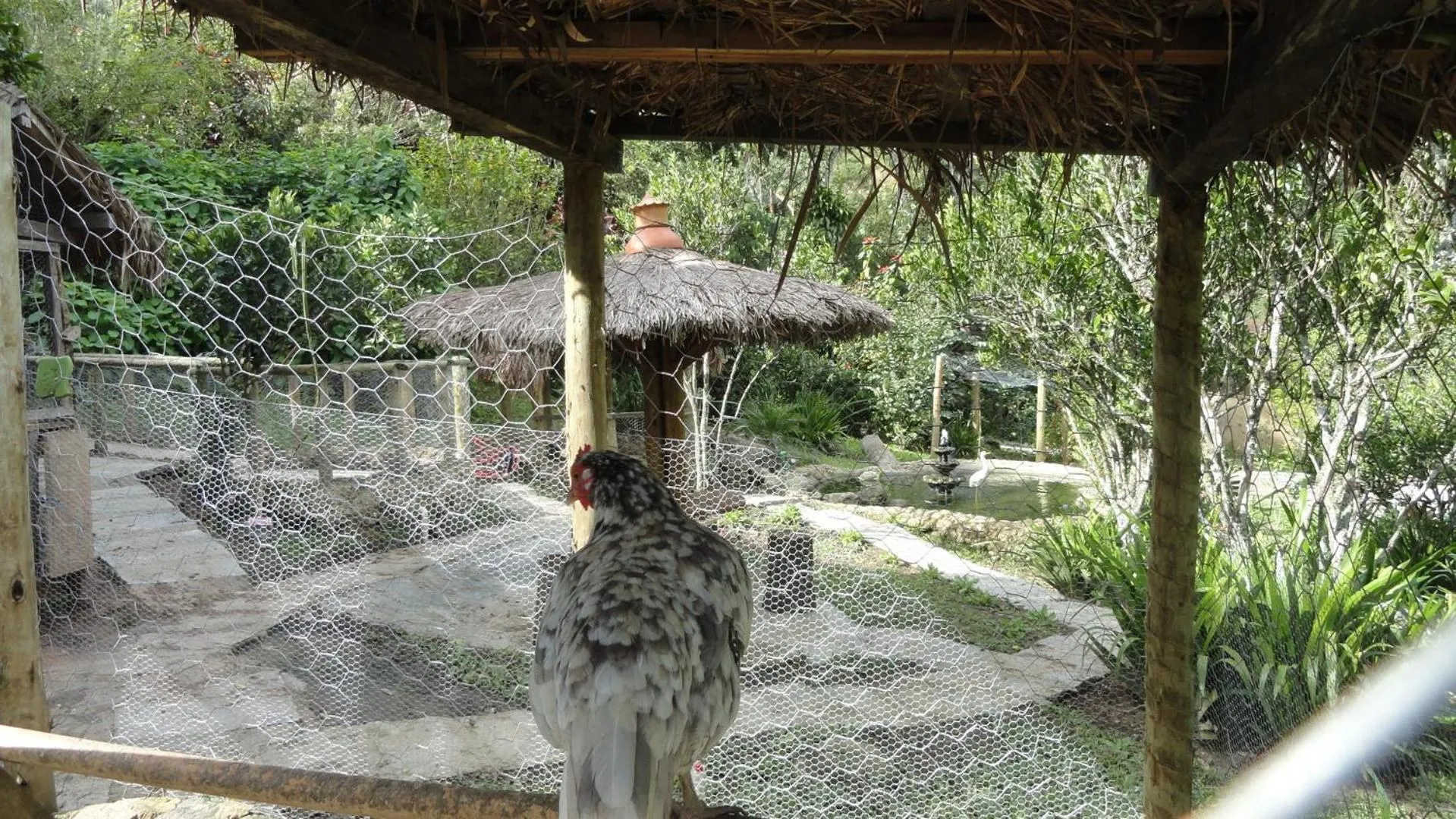 Animals in Pousada Chácara do Rio