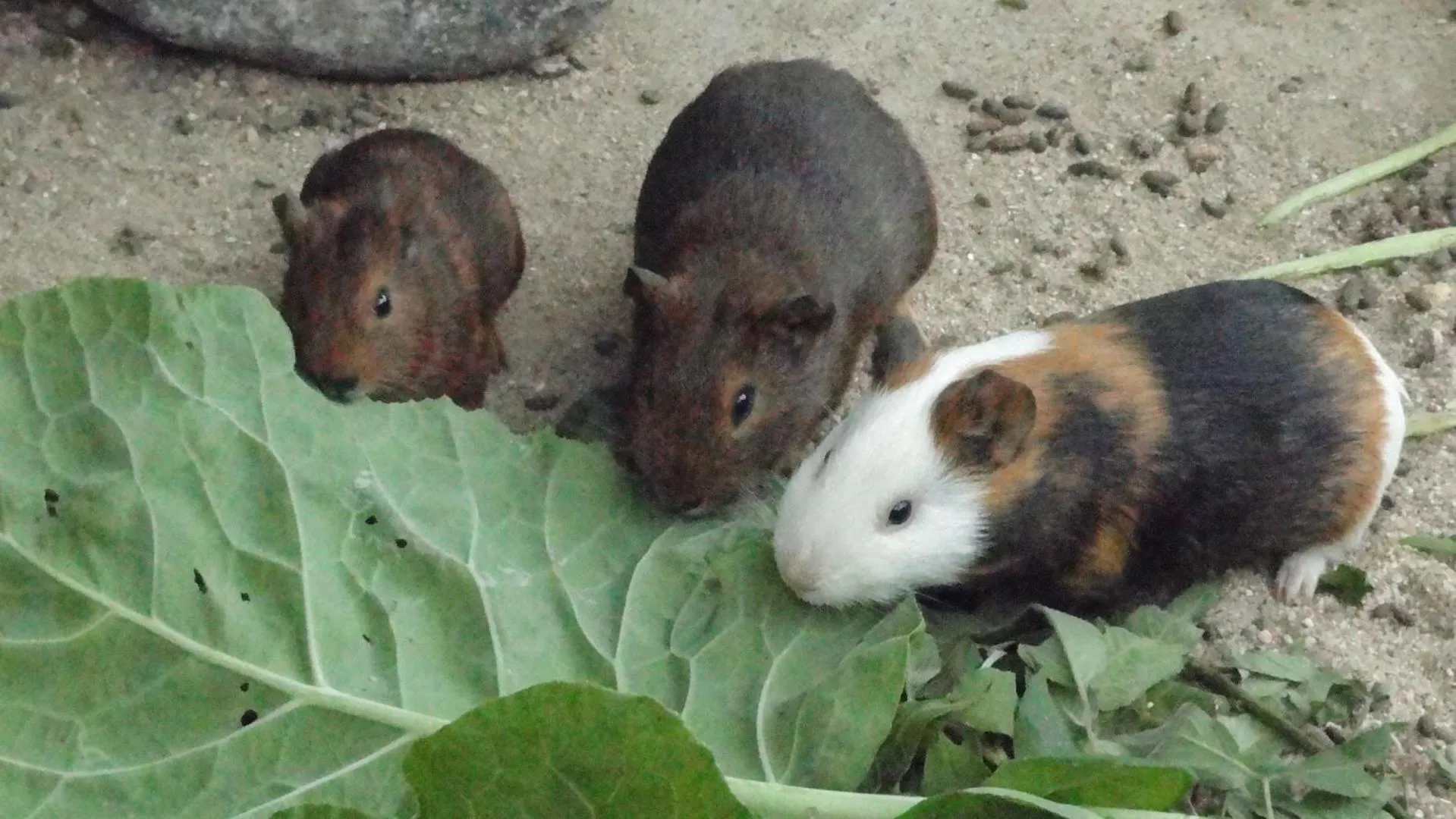 Animals in Pousada Chácara do Rio