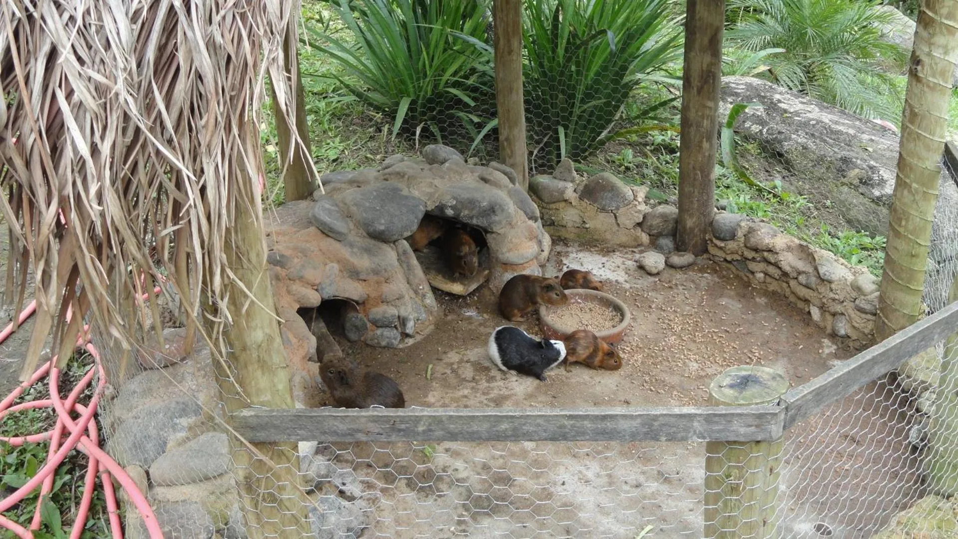 Animals in Pousada Chácara do Rio