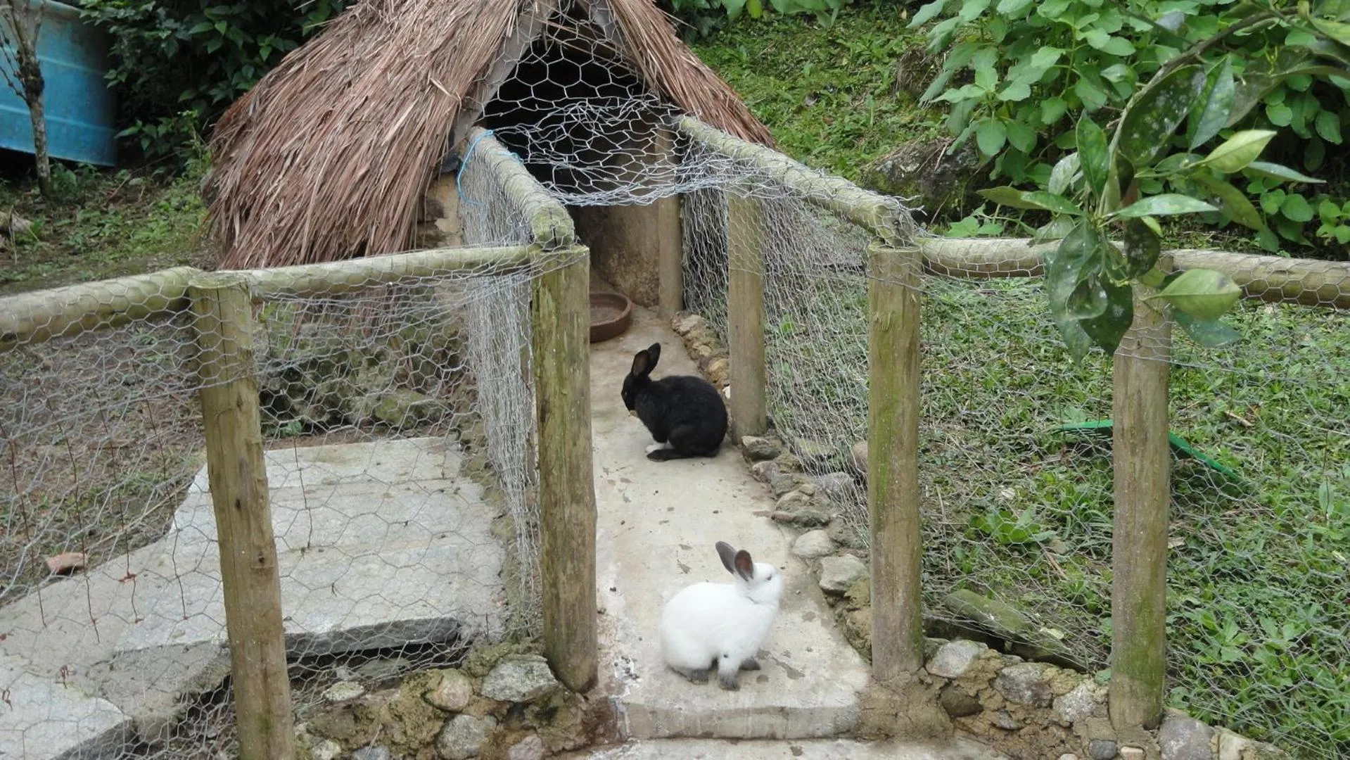 Animals in Pousada Chácara do Rio