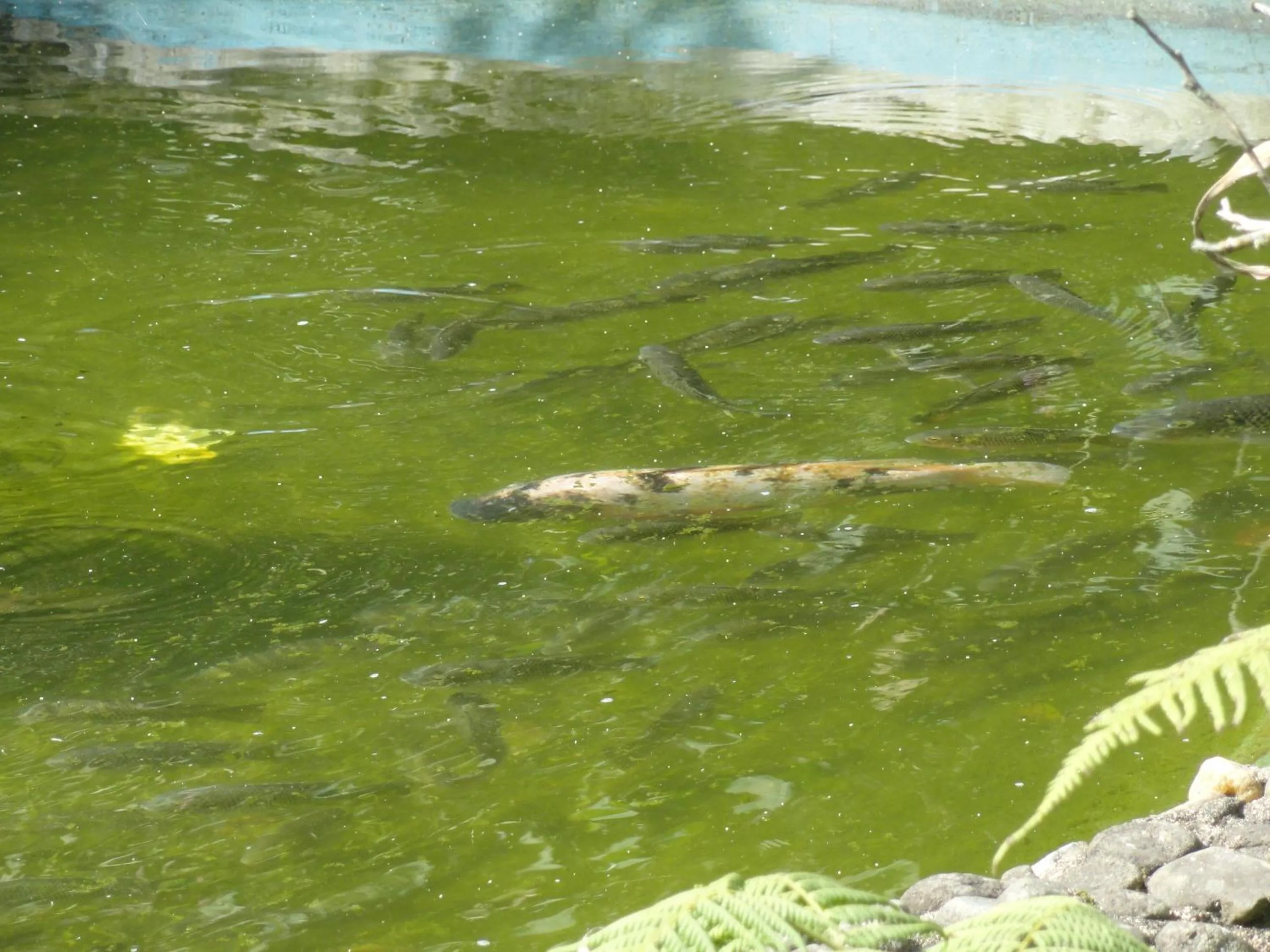 Pousada Chácara do Rio