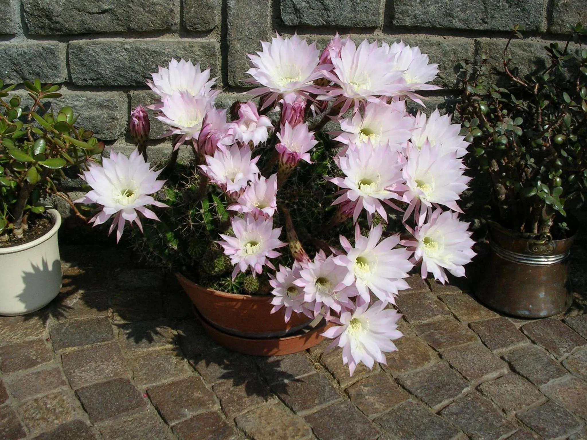 Spring in Aktiv Hotel Schönwald