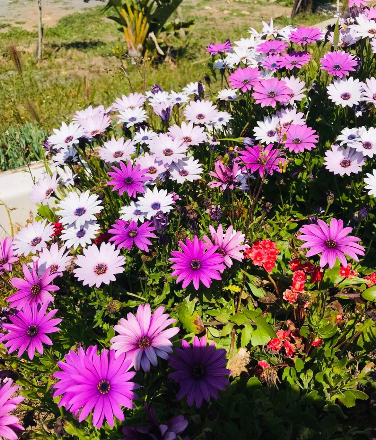 Garden in Finca Chavez