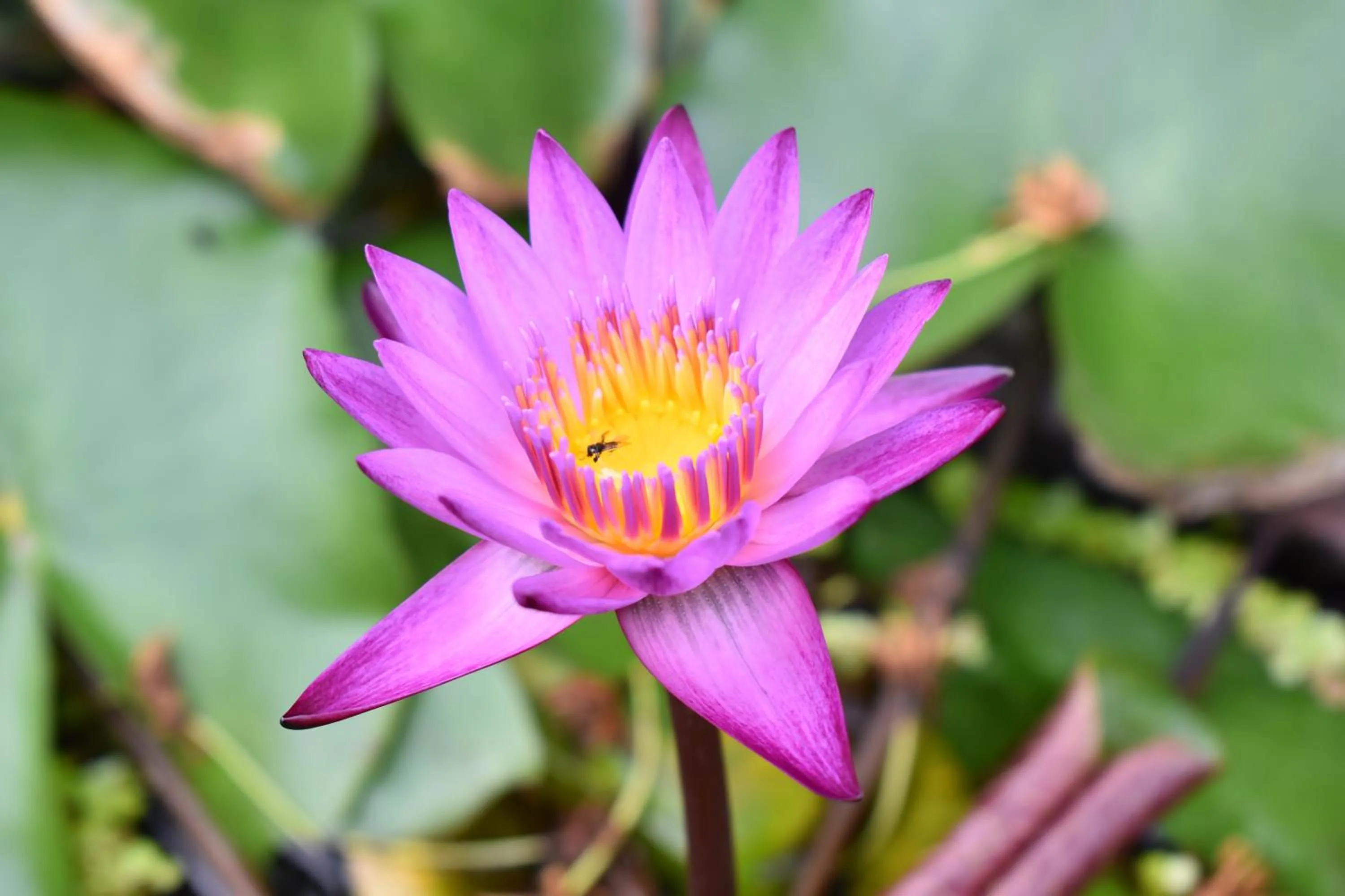 Spring in Sala Bua Room